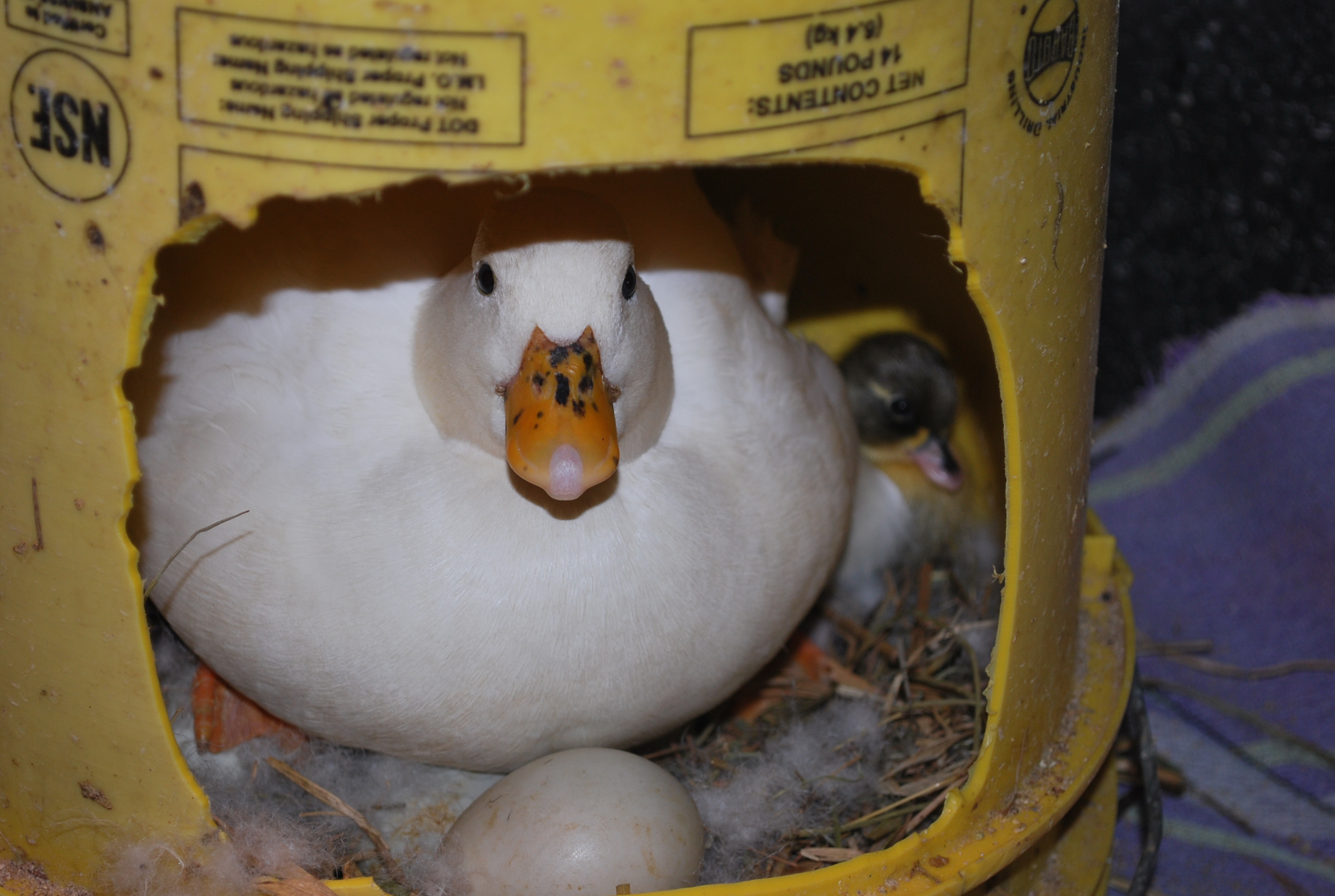 Call duck in nest with egg and duckling