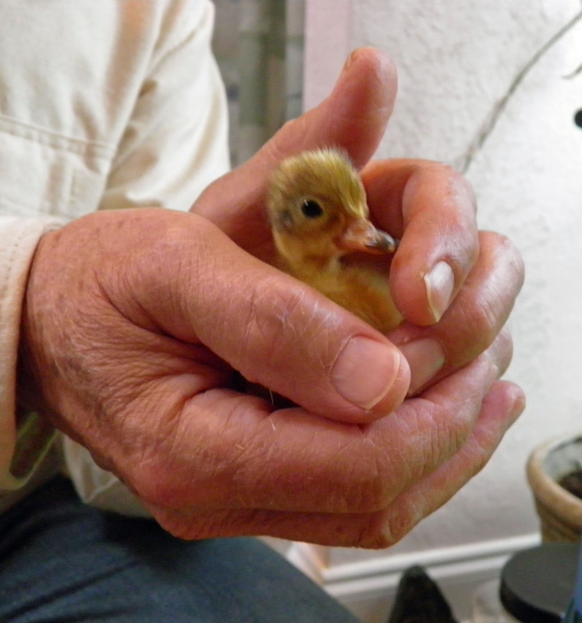 Call Duck - Peanut