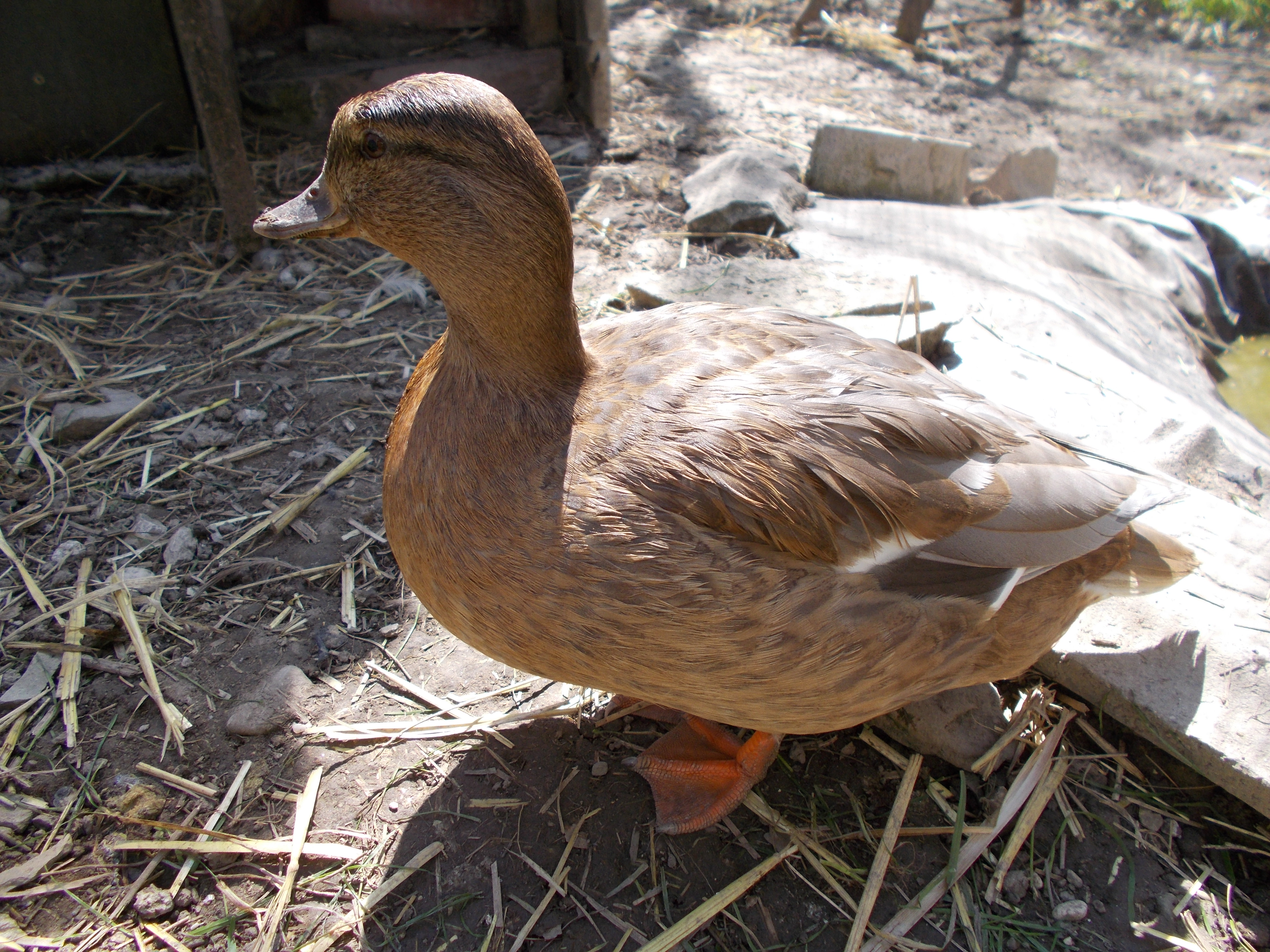 call duck