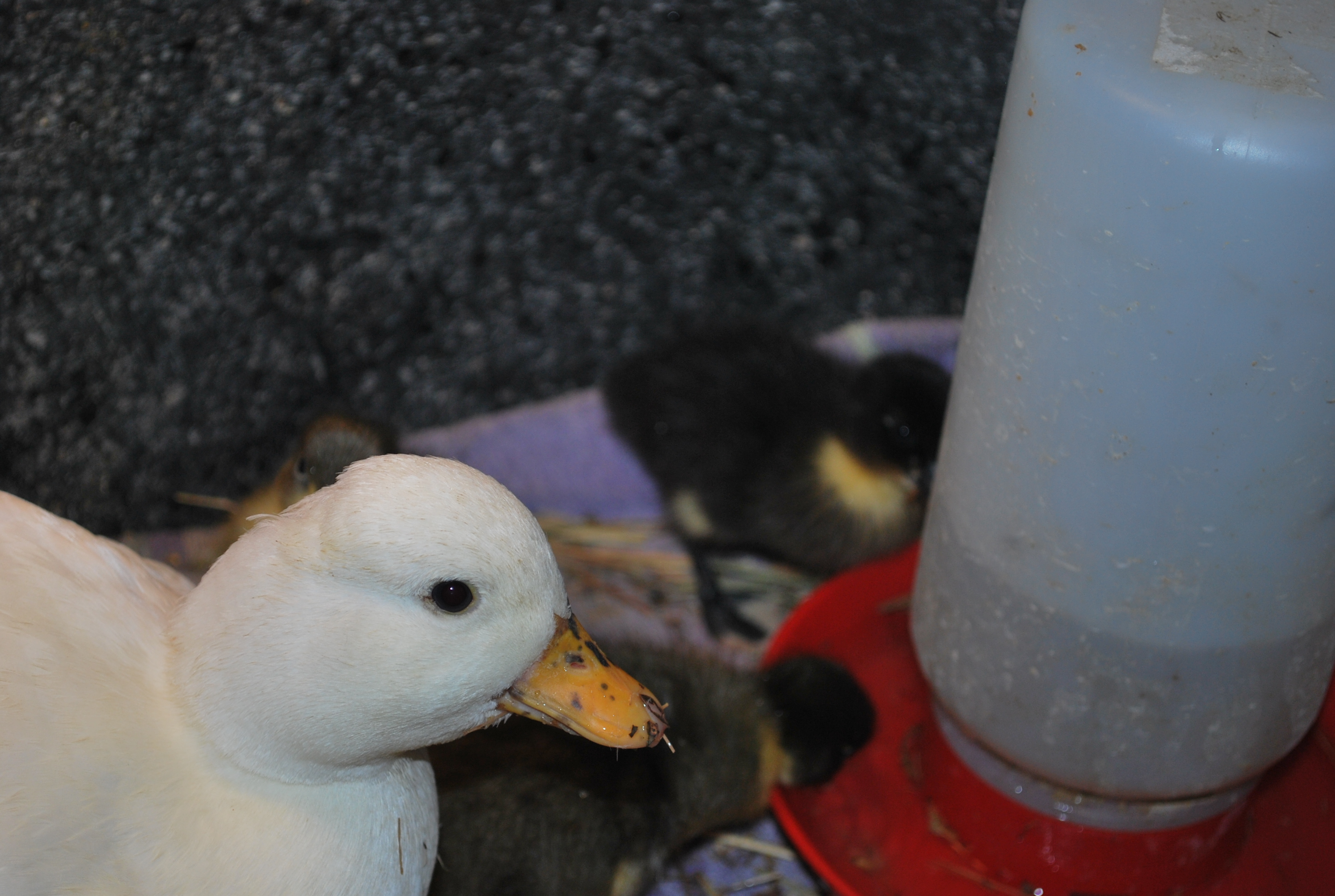 Call ducklings and Call hen