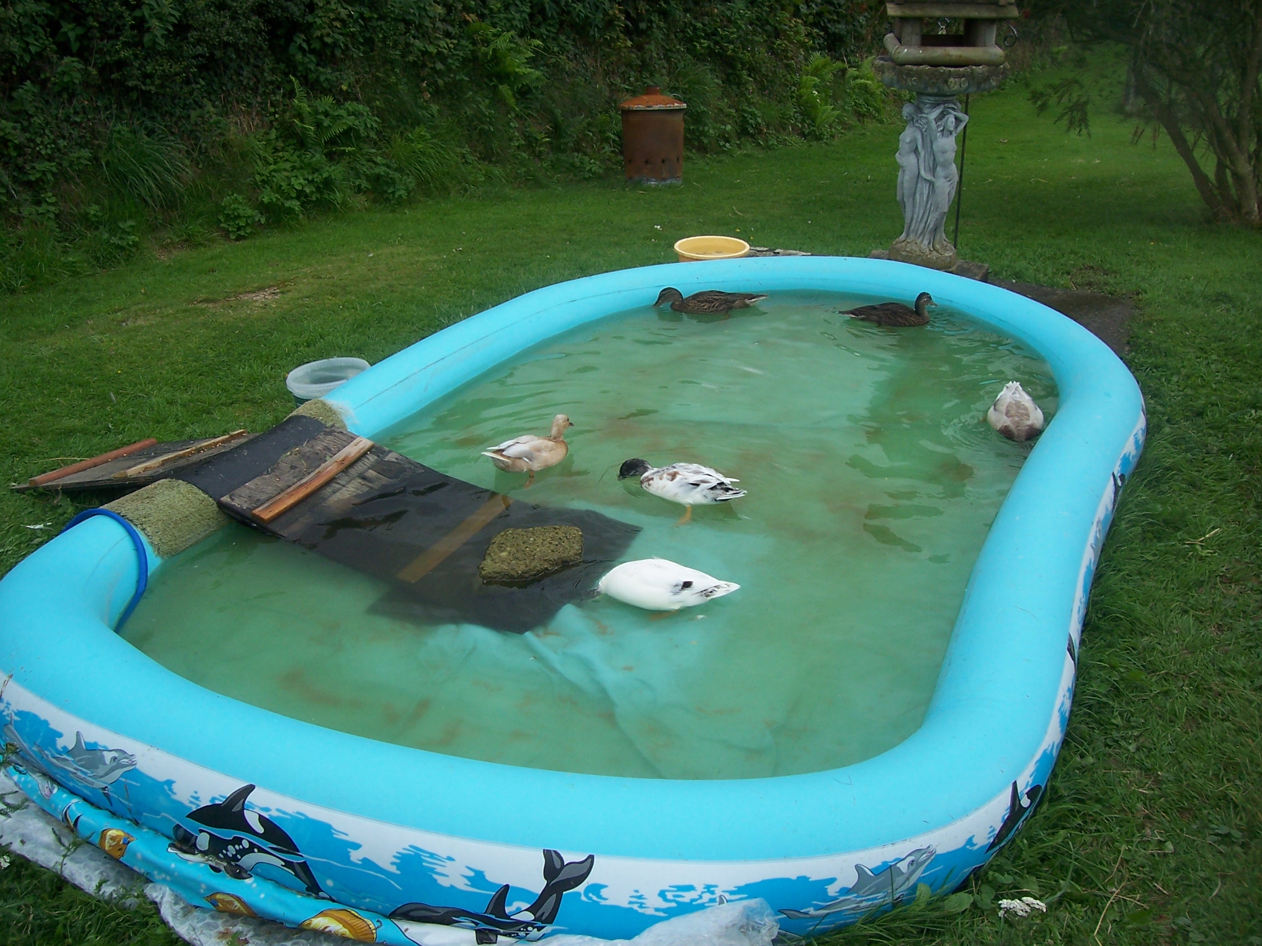 call ducks enjoying the pool