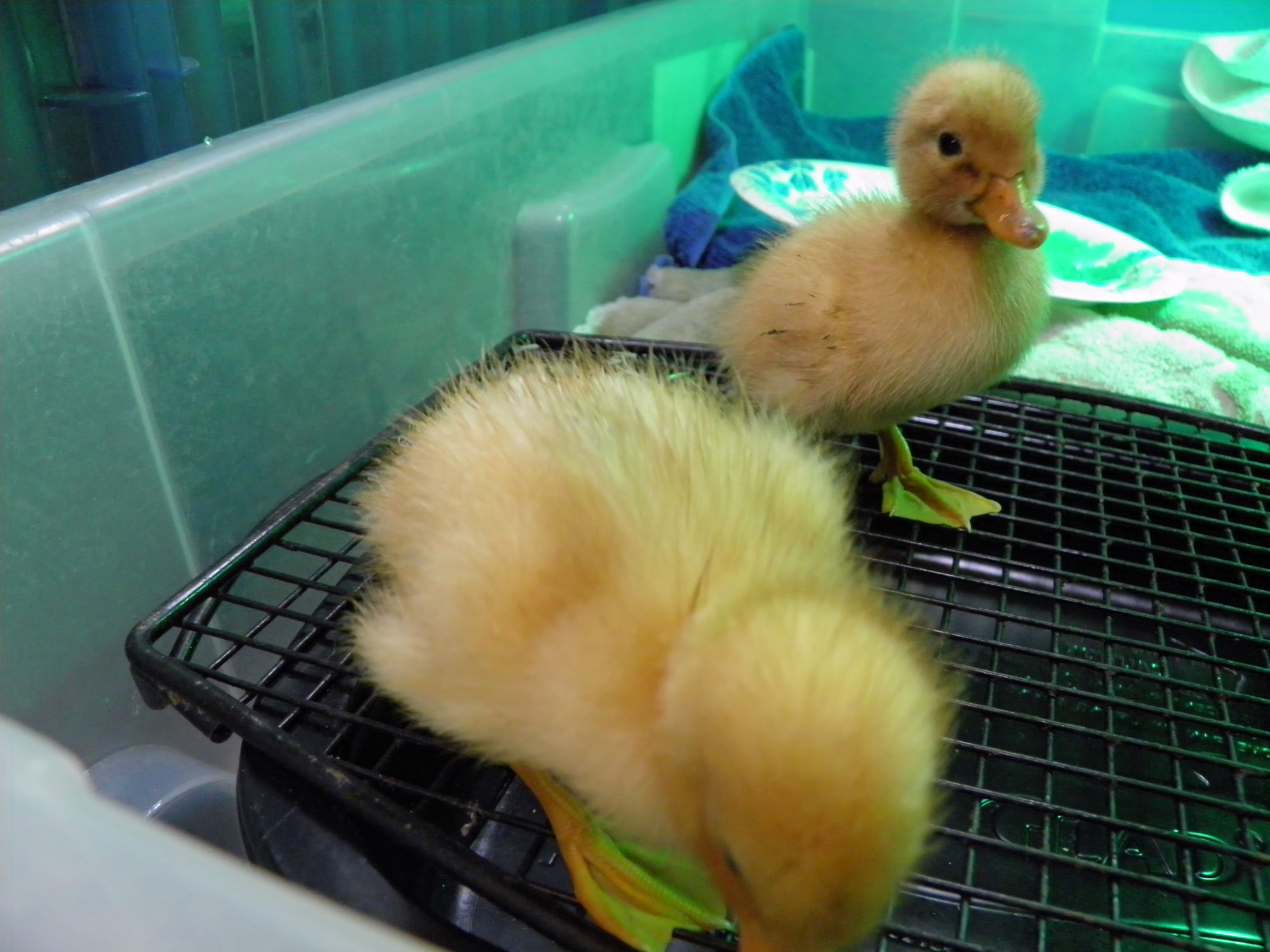 Call Ducks, Lucky & Nibbler