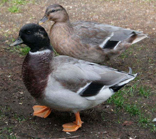 Call ducks