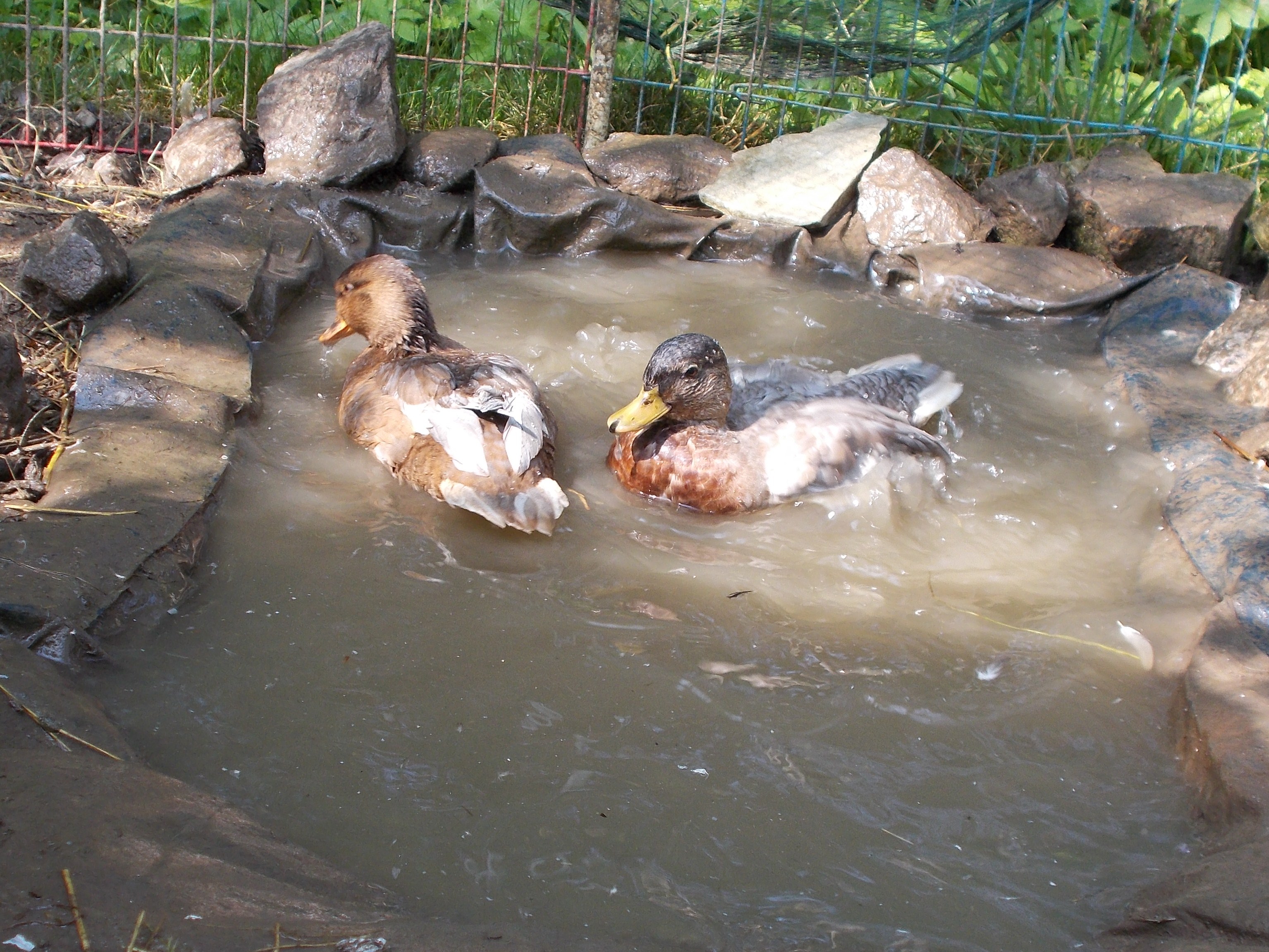 call ducks