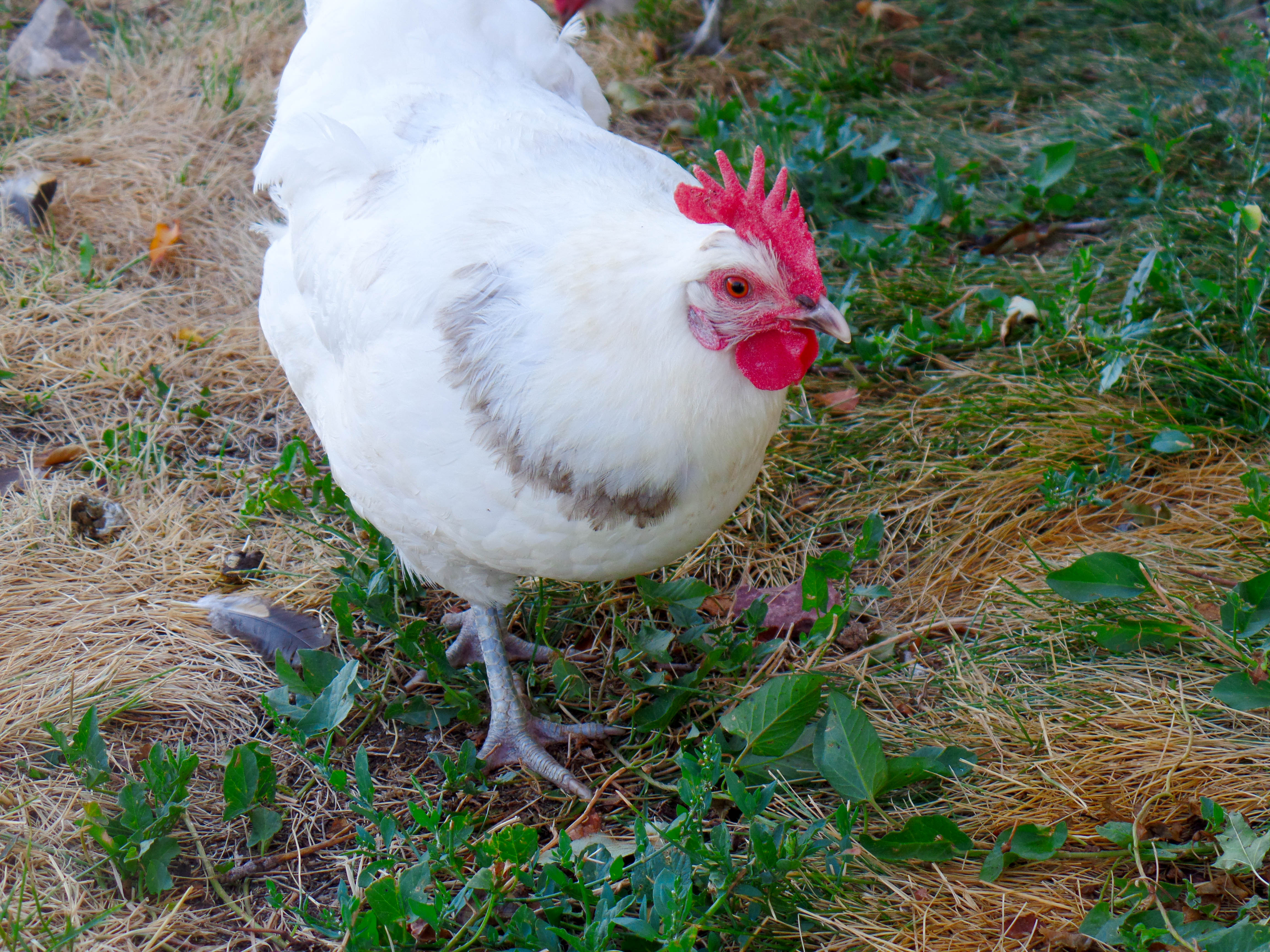 Calli ~ austra white