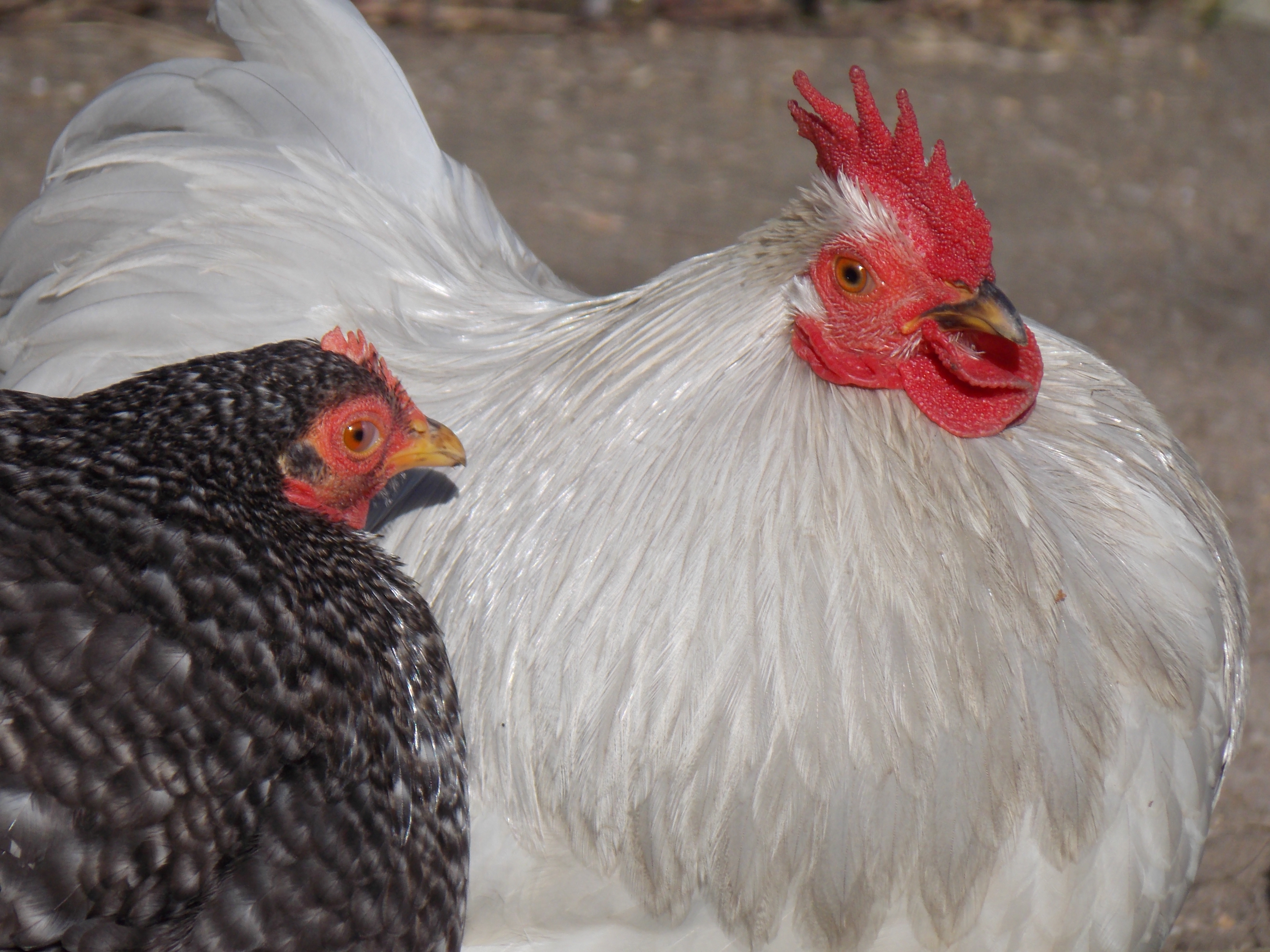Callie the cuckoo, helping sort out Leon's ruffled feathers ,