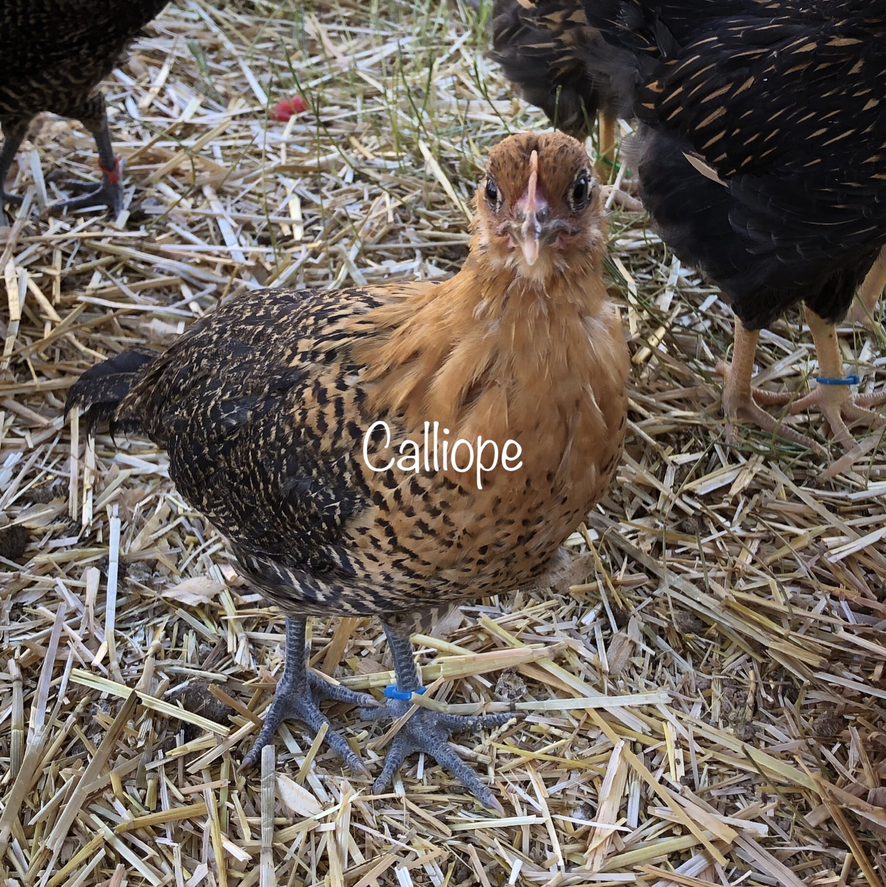 Calliope