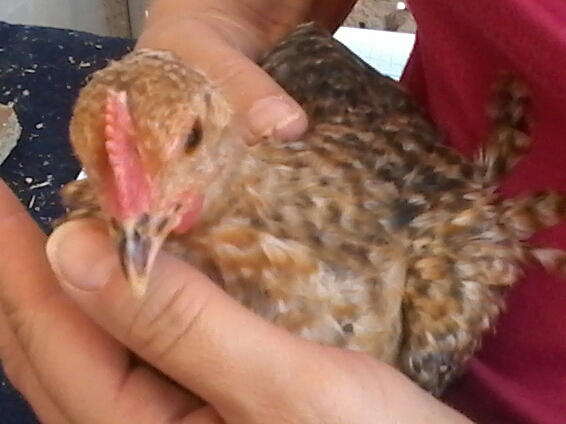 Calypso 3 mo old