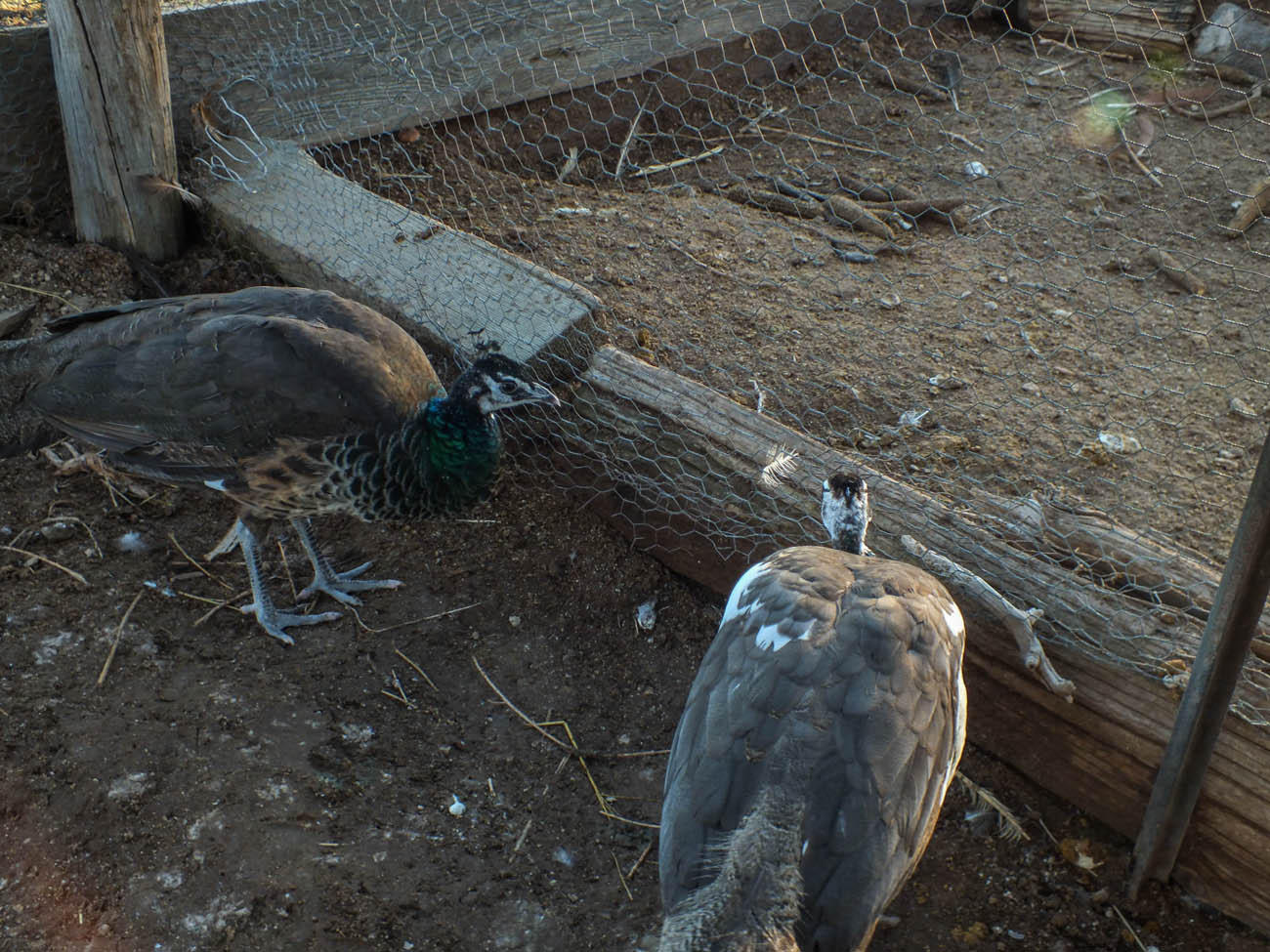 Calypso - IB Pied Peahen & Thor - IB Pied Peacock