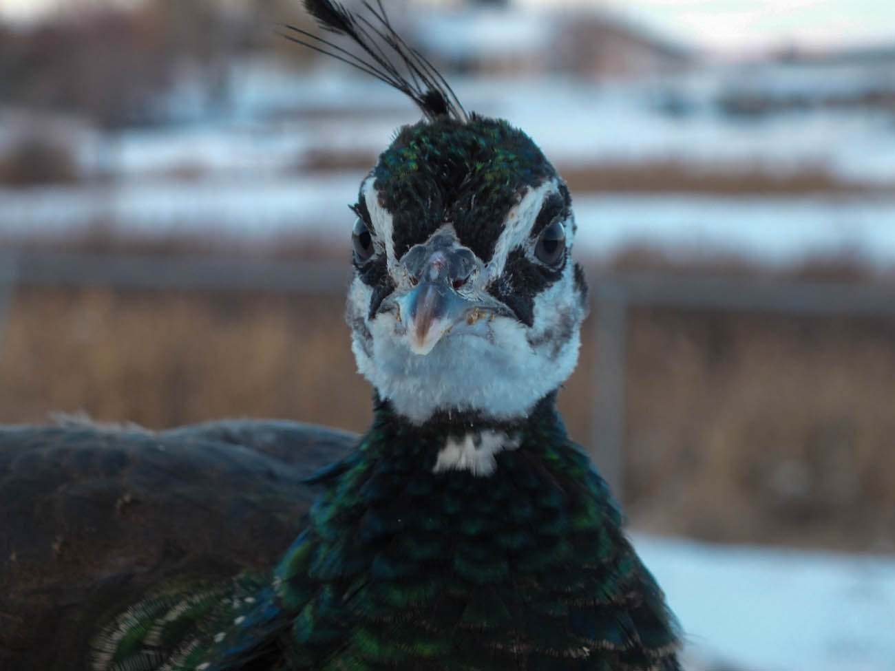 Calypso - IB Pied Peahen