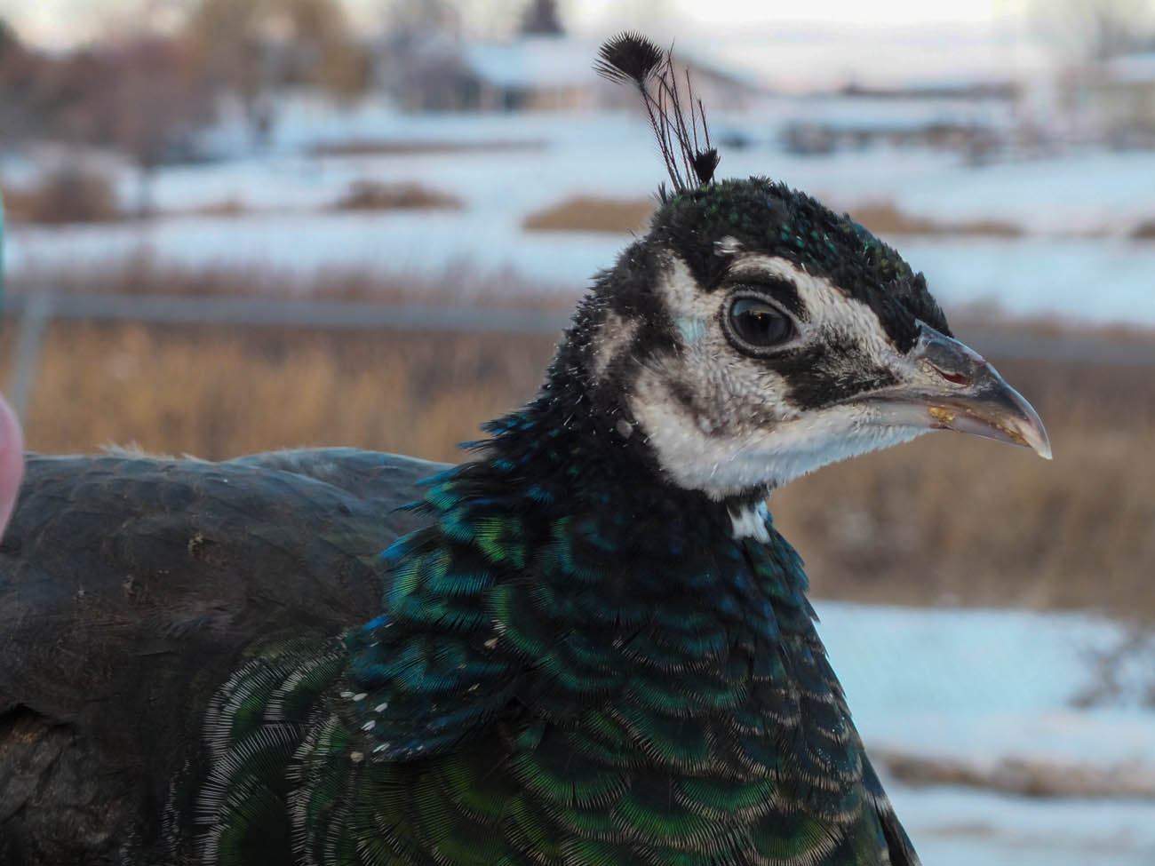 Calypso - IB Pied Peahen