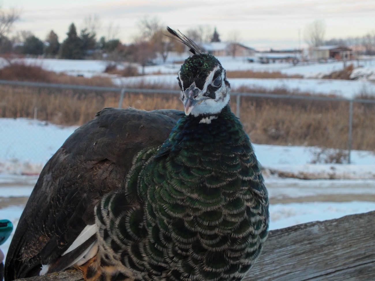 Calypso - IB Pied Peahen