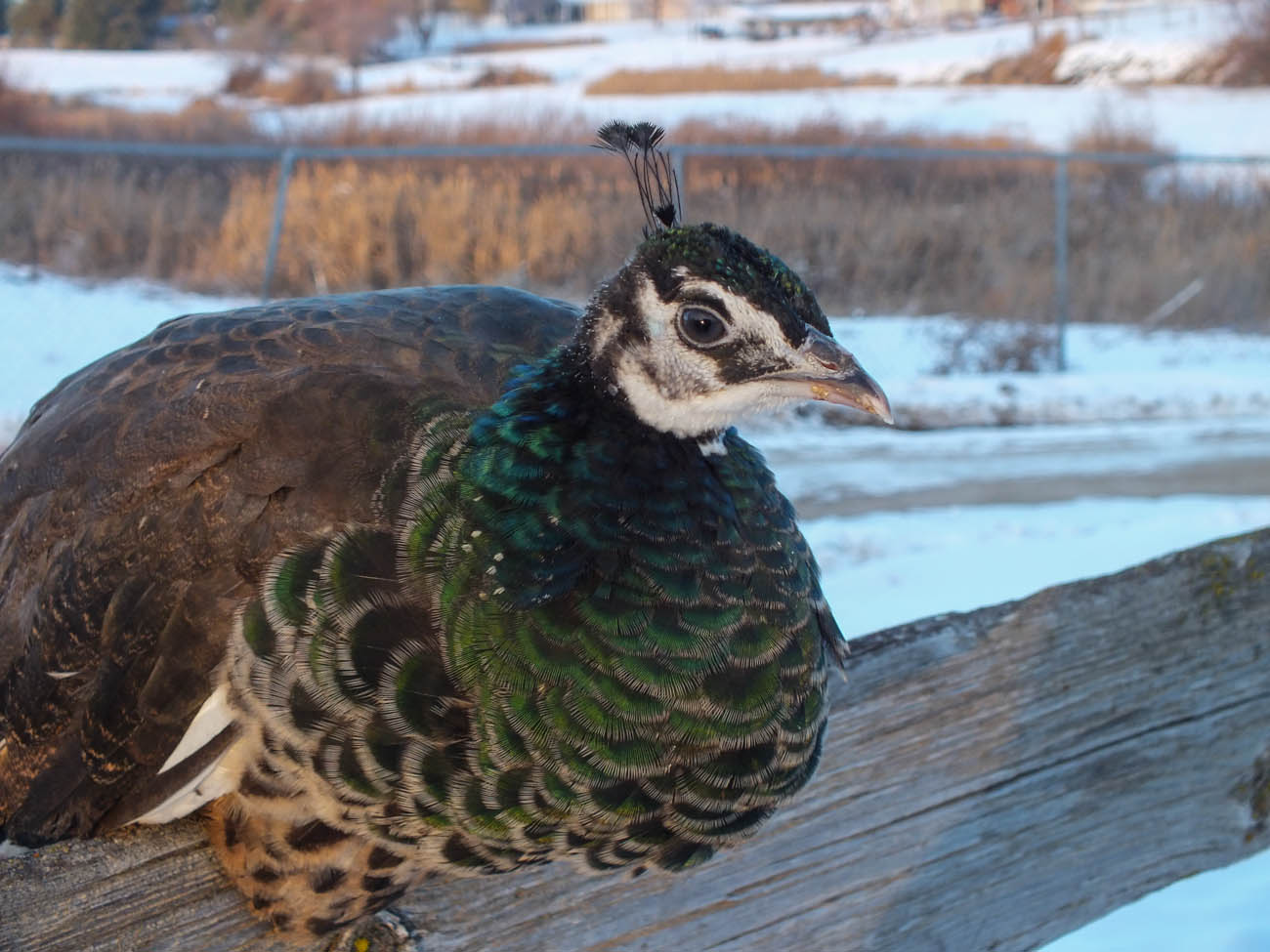 Calypso - IB Pied Peahen