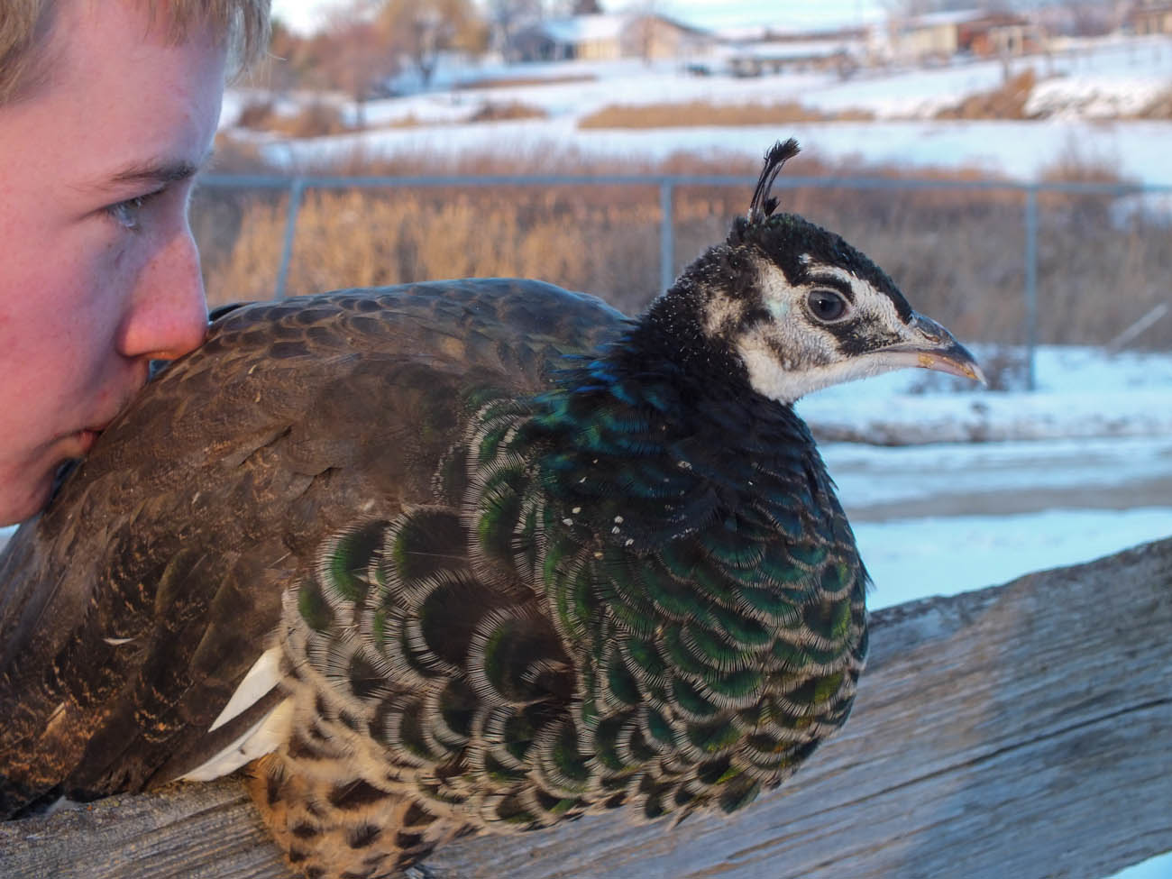 Calypso - IB Pied Peahen