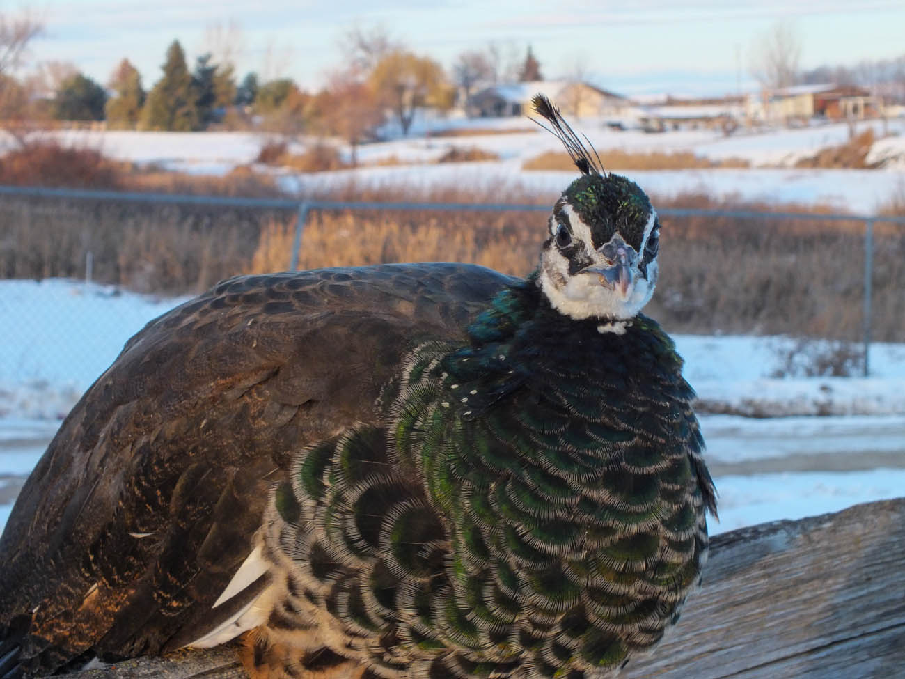 Calypso - IB Pied Peahen