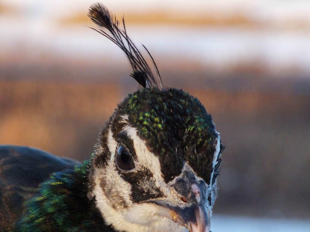 Calypso - IB Pied Peahen
