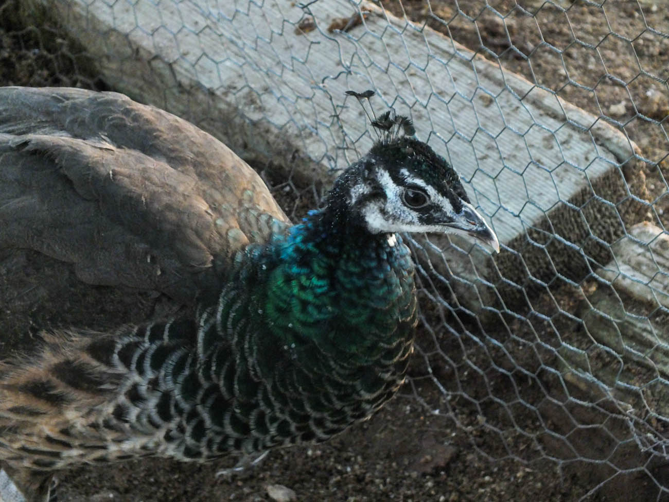 Calypso - IB Pied Peahen