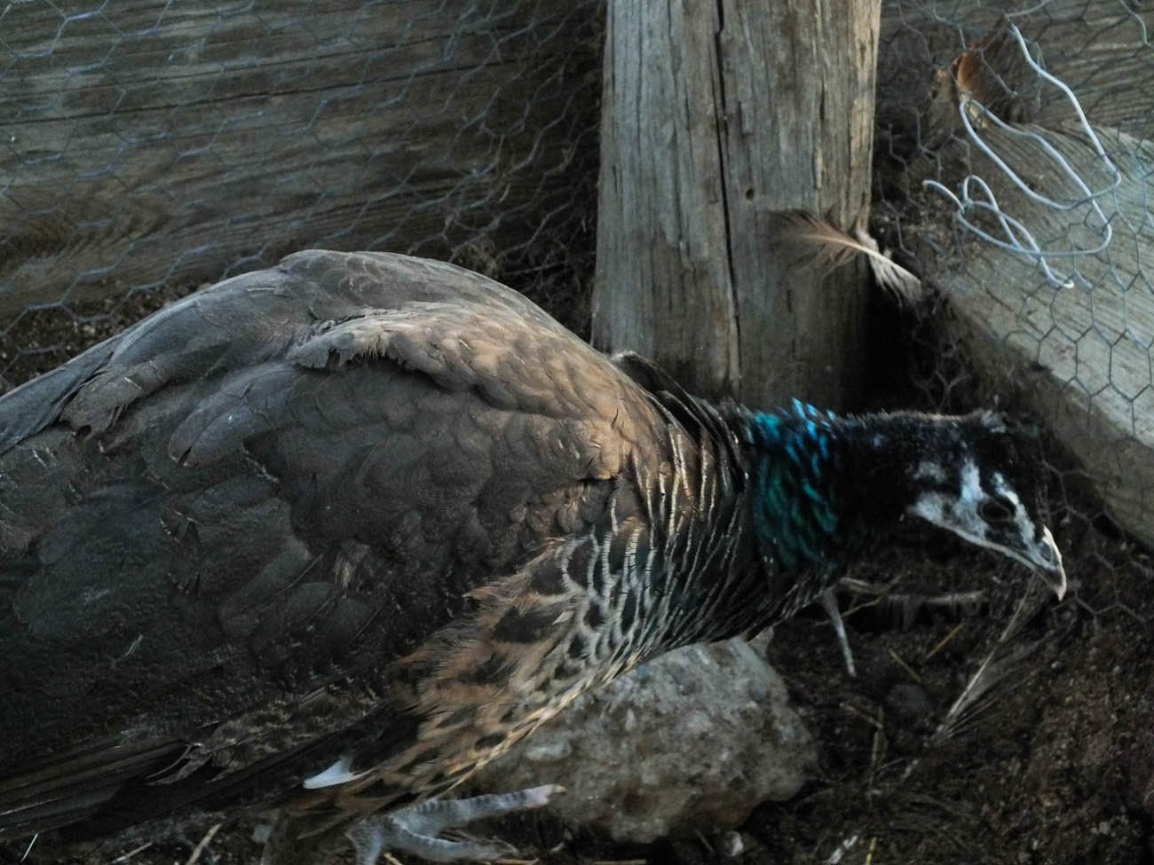 Calypso - IB Pied Peahen