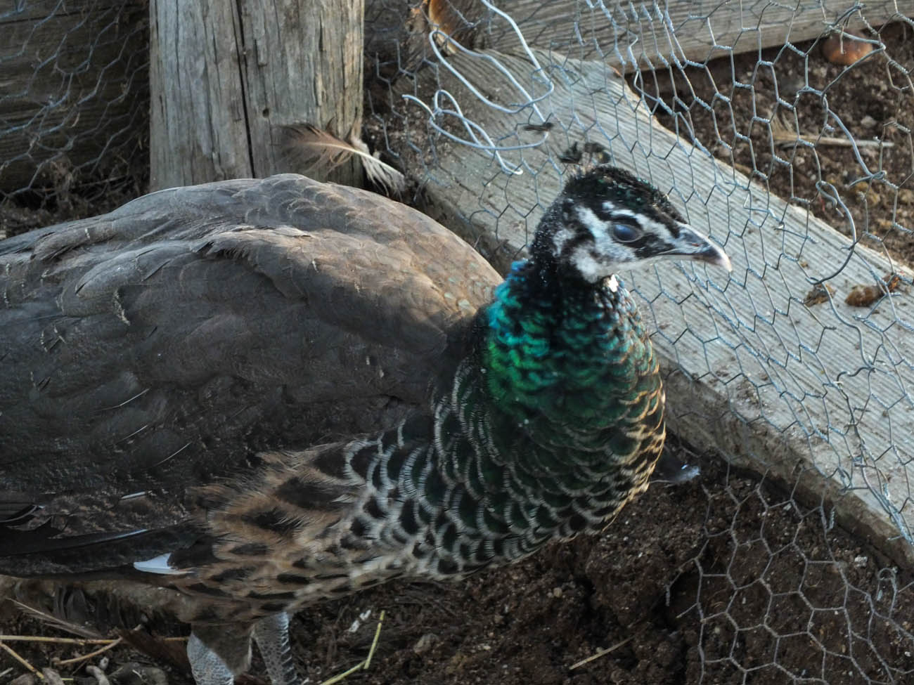 Calypso - IB Pied Peahen