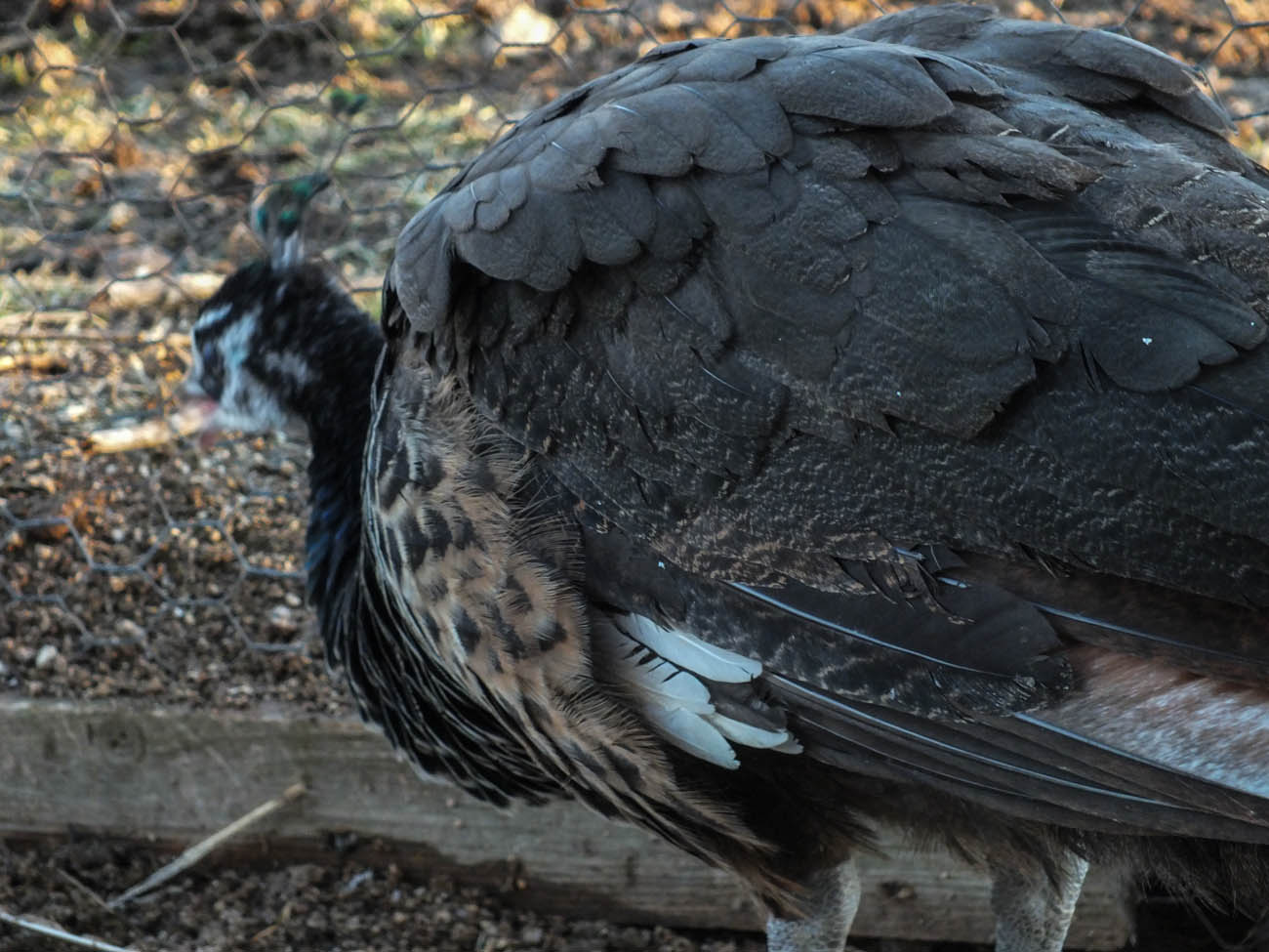 Calypso - IB Pied Peahen