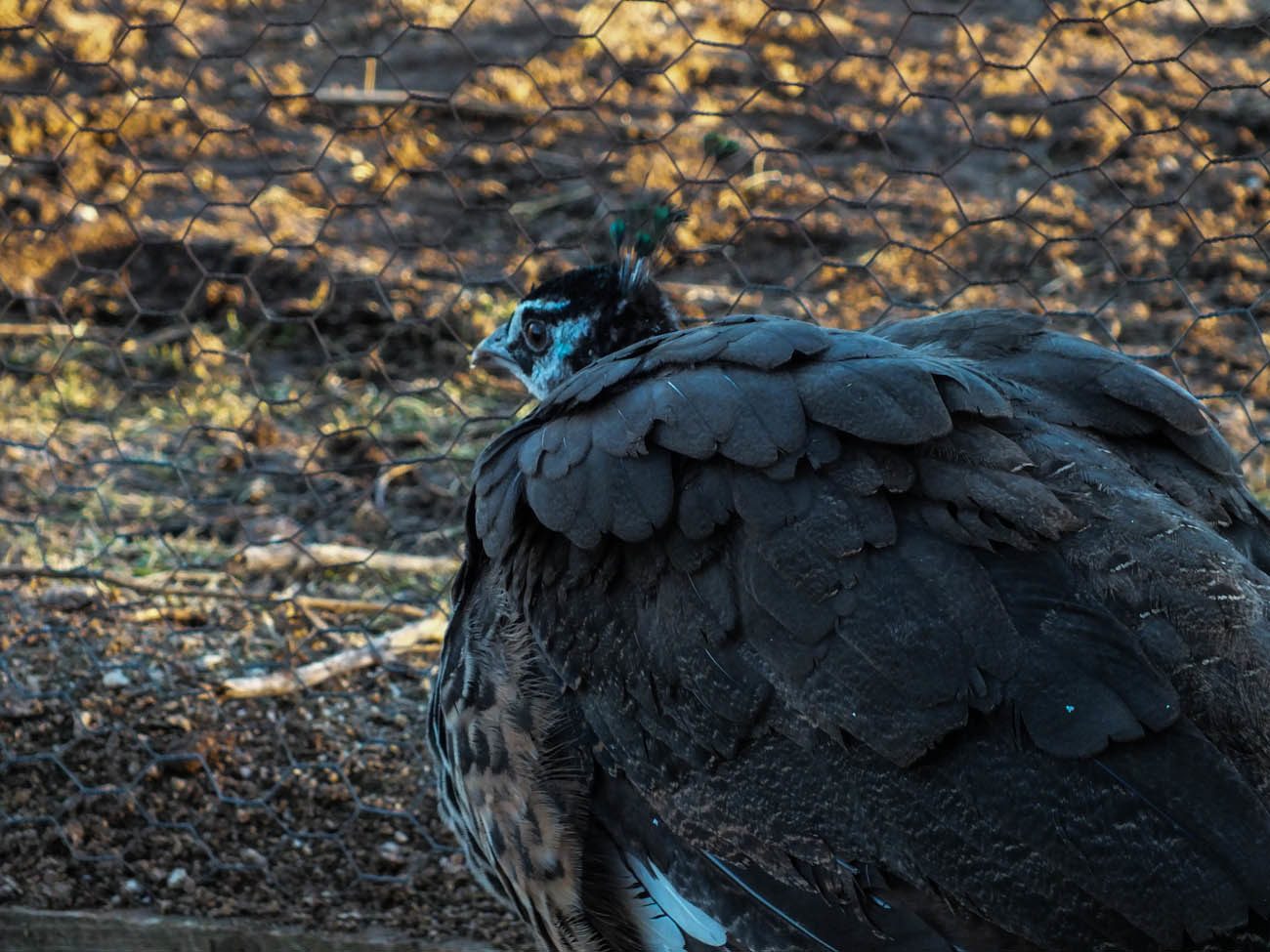 Calypso - IB Pied Peahen