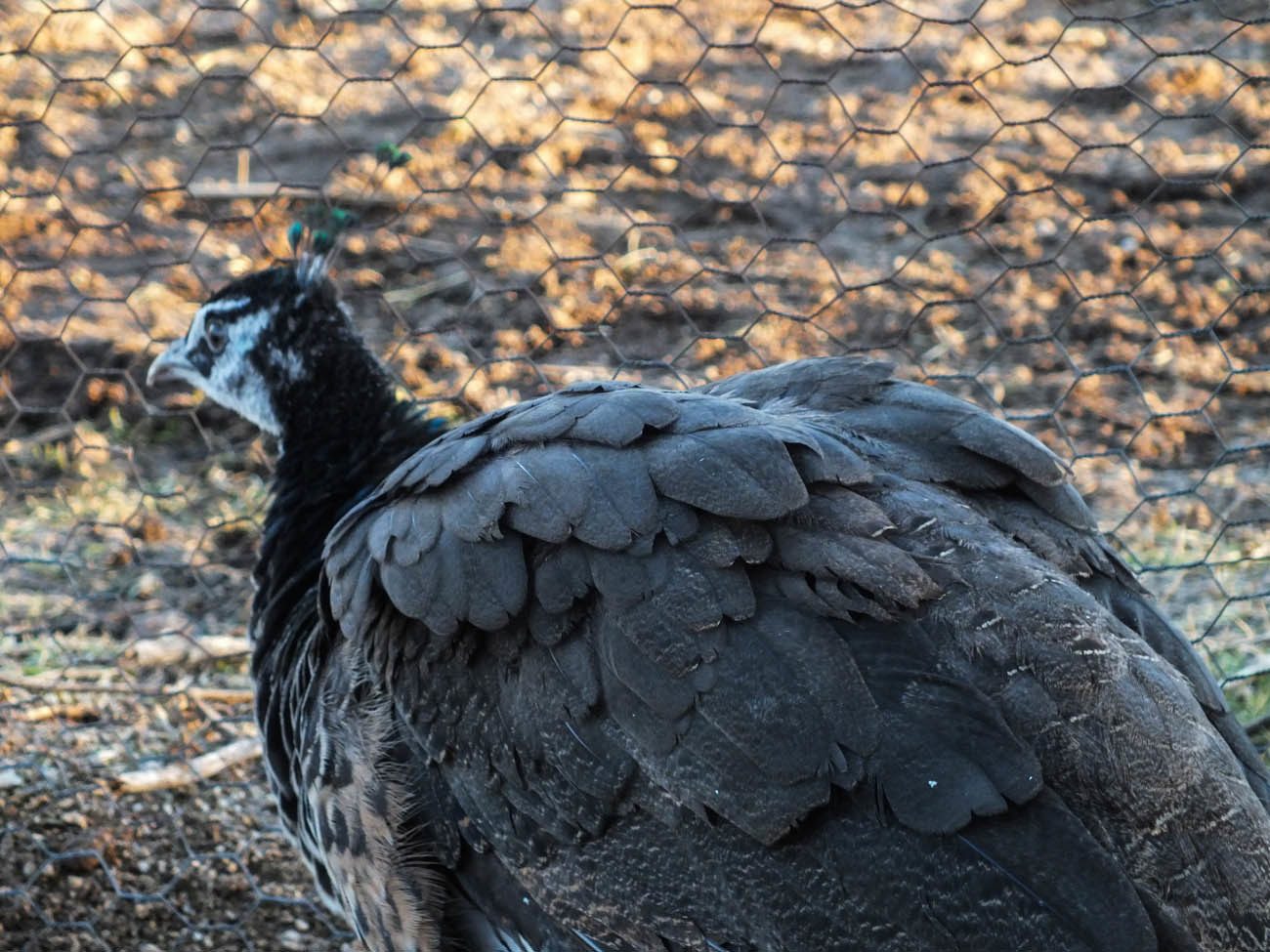 Calypso - IB Pied Peahen