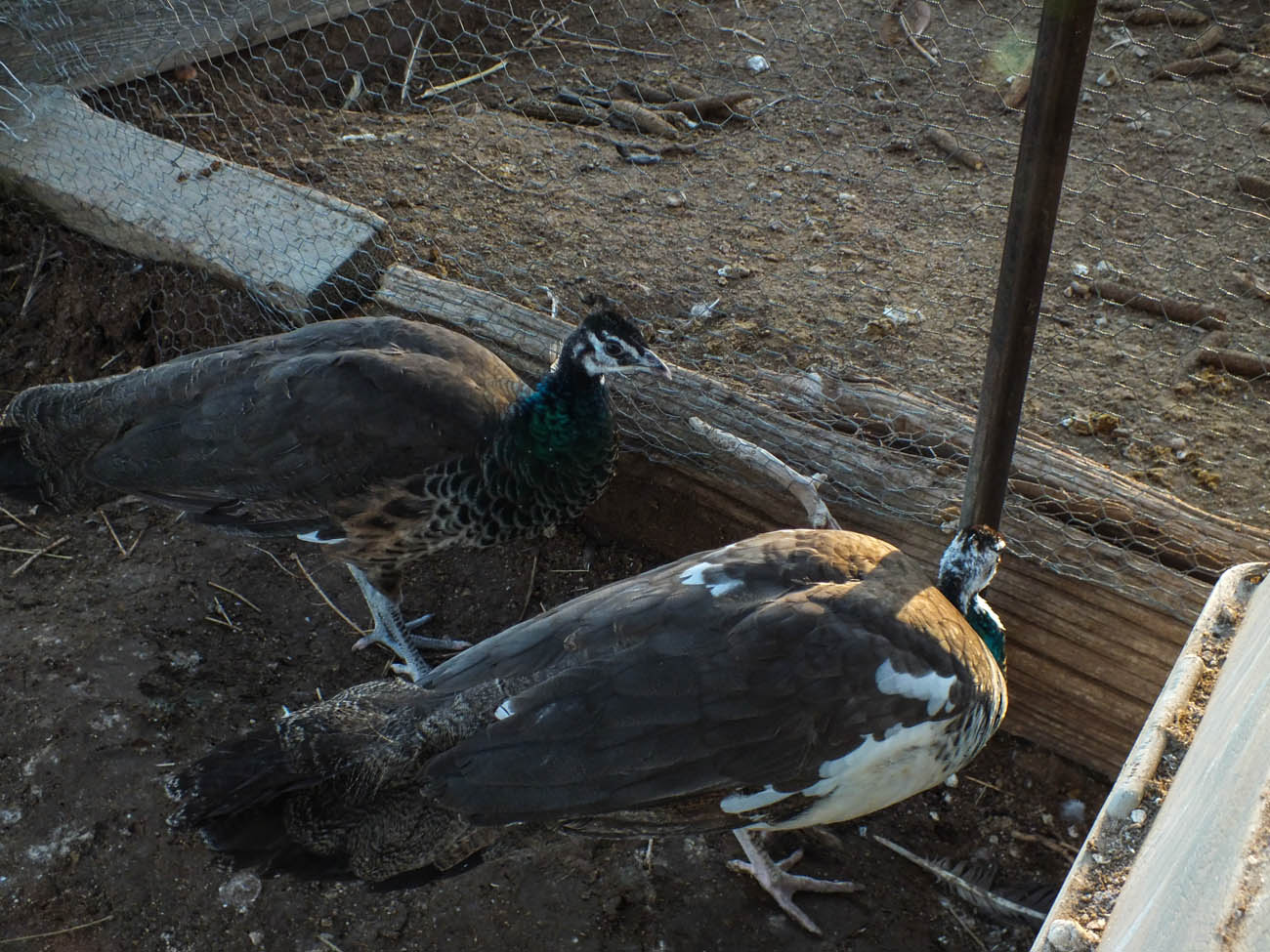 Calypso - Spalding Peahen (Bottom) & Thor - Spalding Peacock (Top)