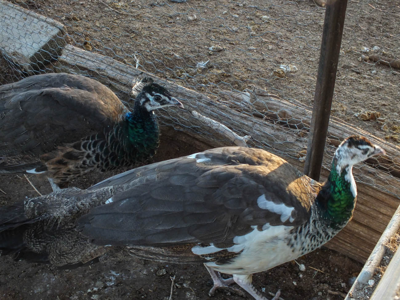 Calypso - Spalding Peahen (Bottom) & Thor - Spalding Peacock (Top)