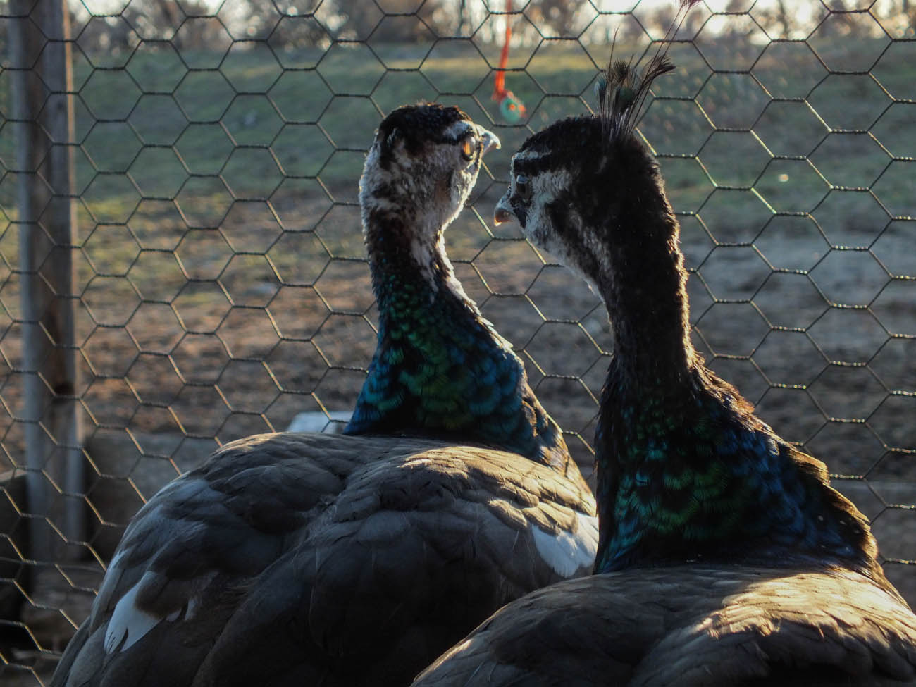 Calypso - Spalding Peahen (Left) & Thor - Spalding Peacock (Right)
