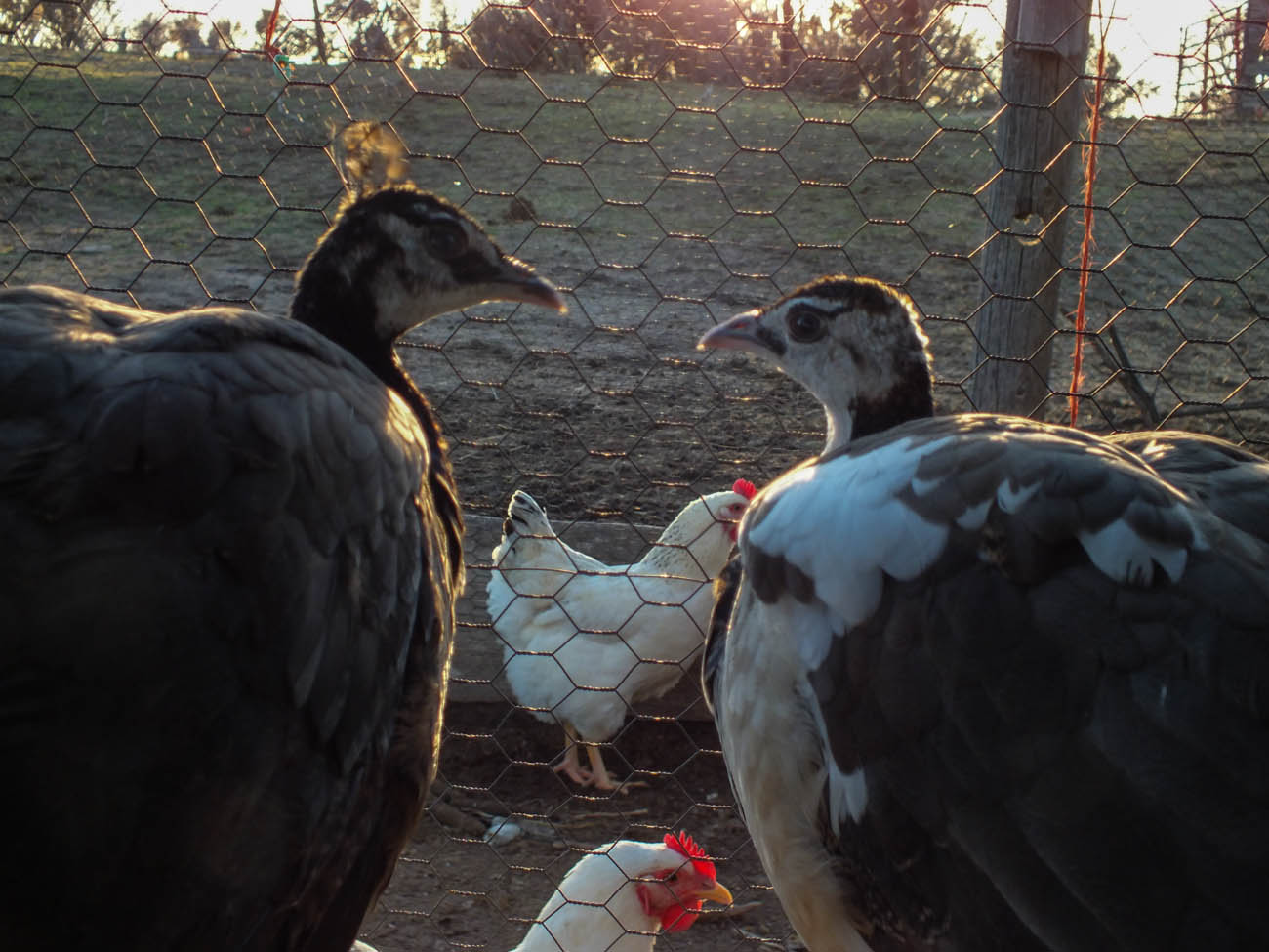 Calypso - Spalding Peahen (Right) & Thor - Spalding Peacock (Left)