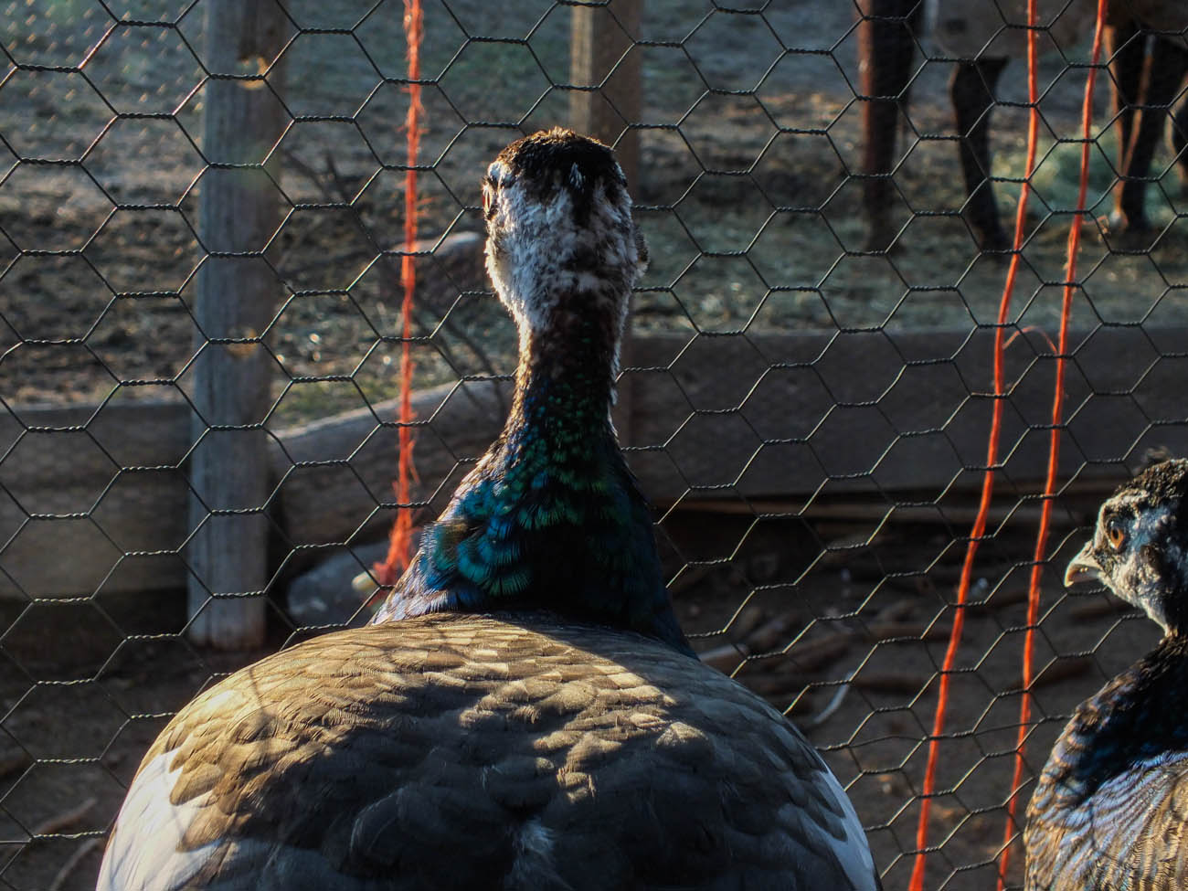Calypso - Spalding Peahen