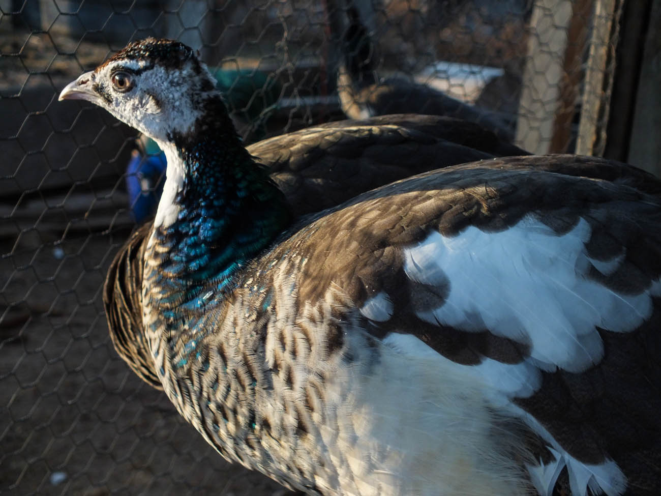 Calypso - Spalding Peahen