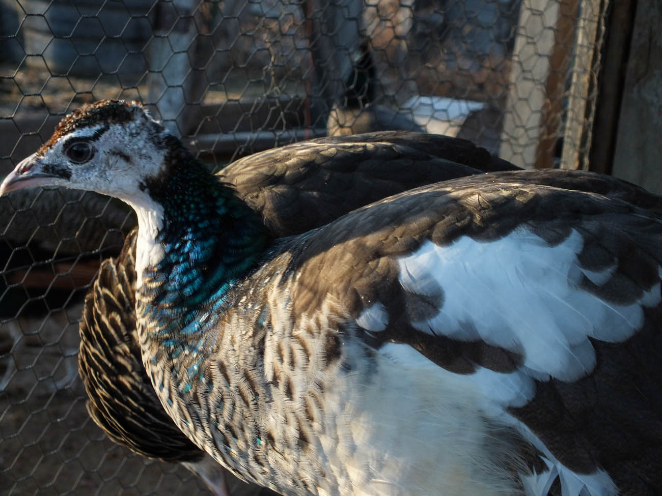 Calypso - Spalding Peahen