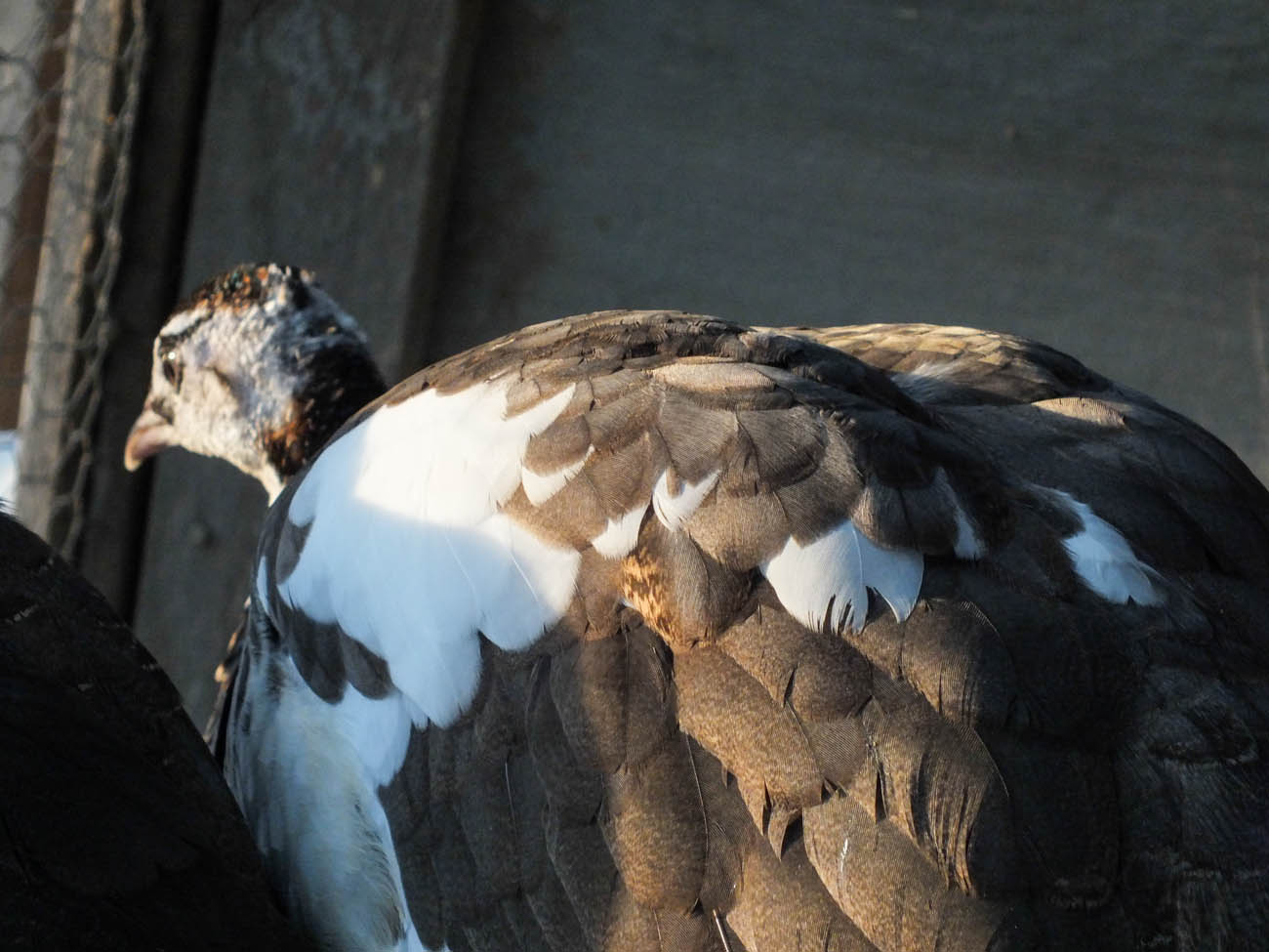 Calypso - Spalding Peahen