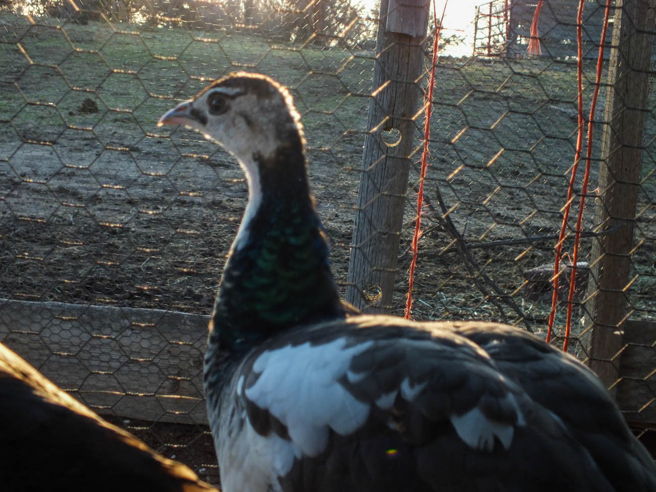 Calypso - Spalding Peahen