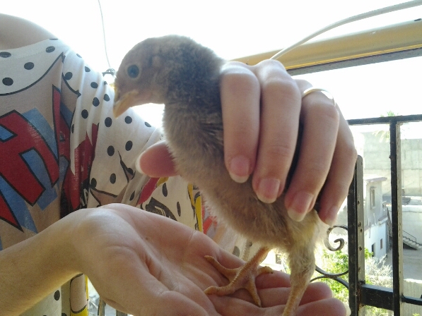 Calypso's leg from foot to bend is 2cm. Pinky width she is growing but very small for a chick born in march. Only wings are mature feathered, no tail either.