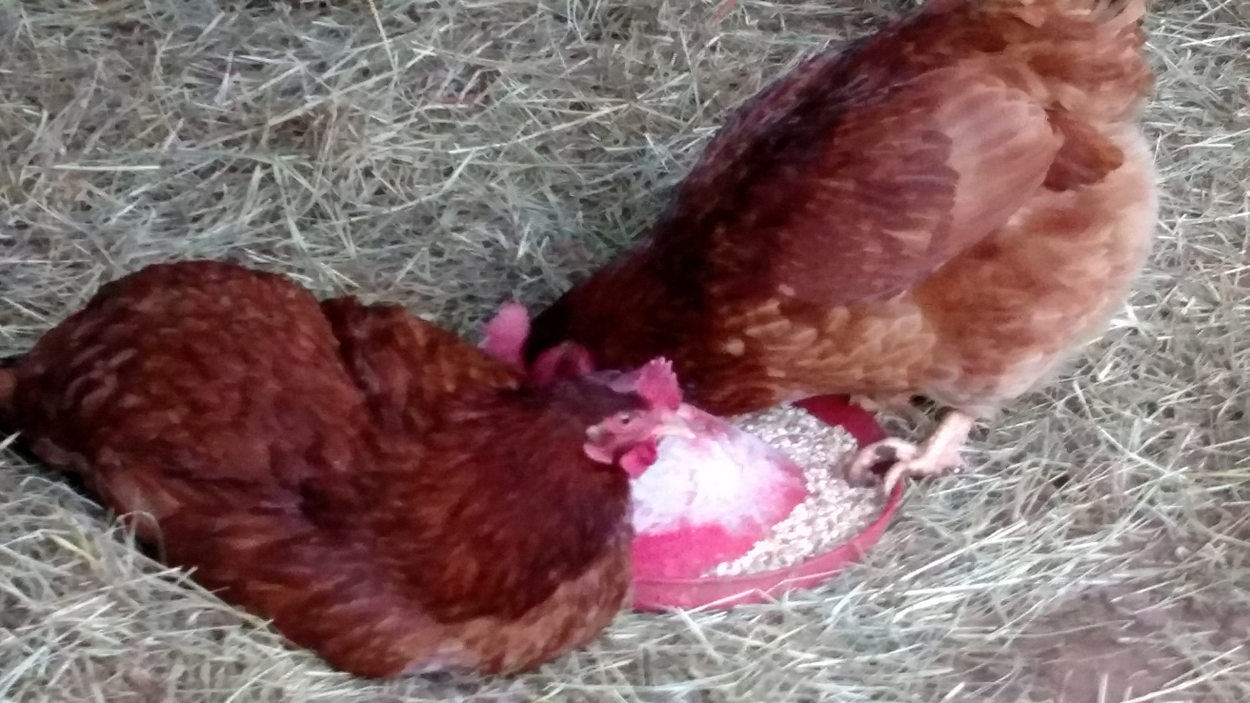 Came and opened hen house on Monday morning and one of large red hens had hurt leg.  Observed for awhile.  Looks like leg is hurt and not foot.  Since then she has been using one leg and flying/fluttering to and from coop.  She is still eating and drinking.  Not sure what happened.