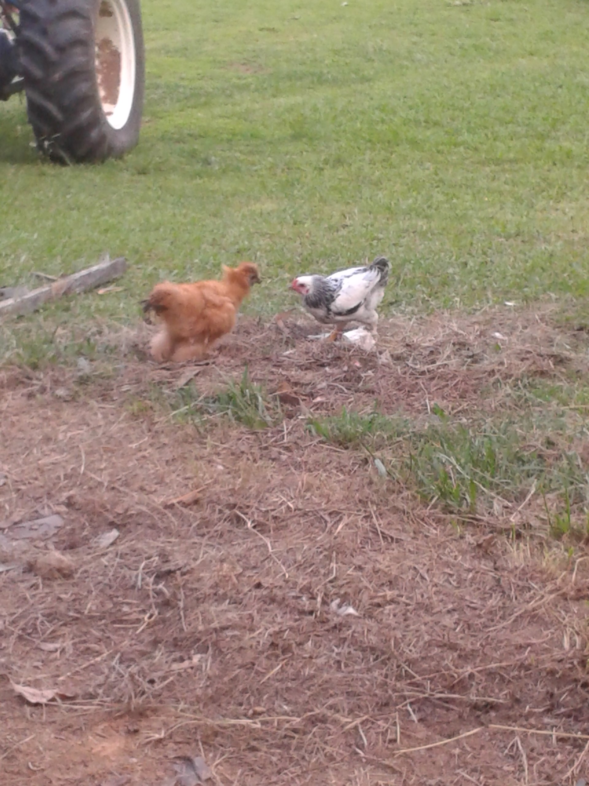 camel and carl fussing(: