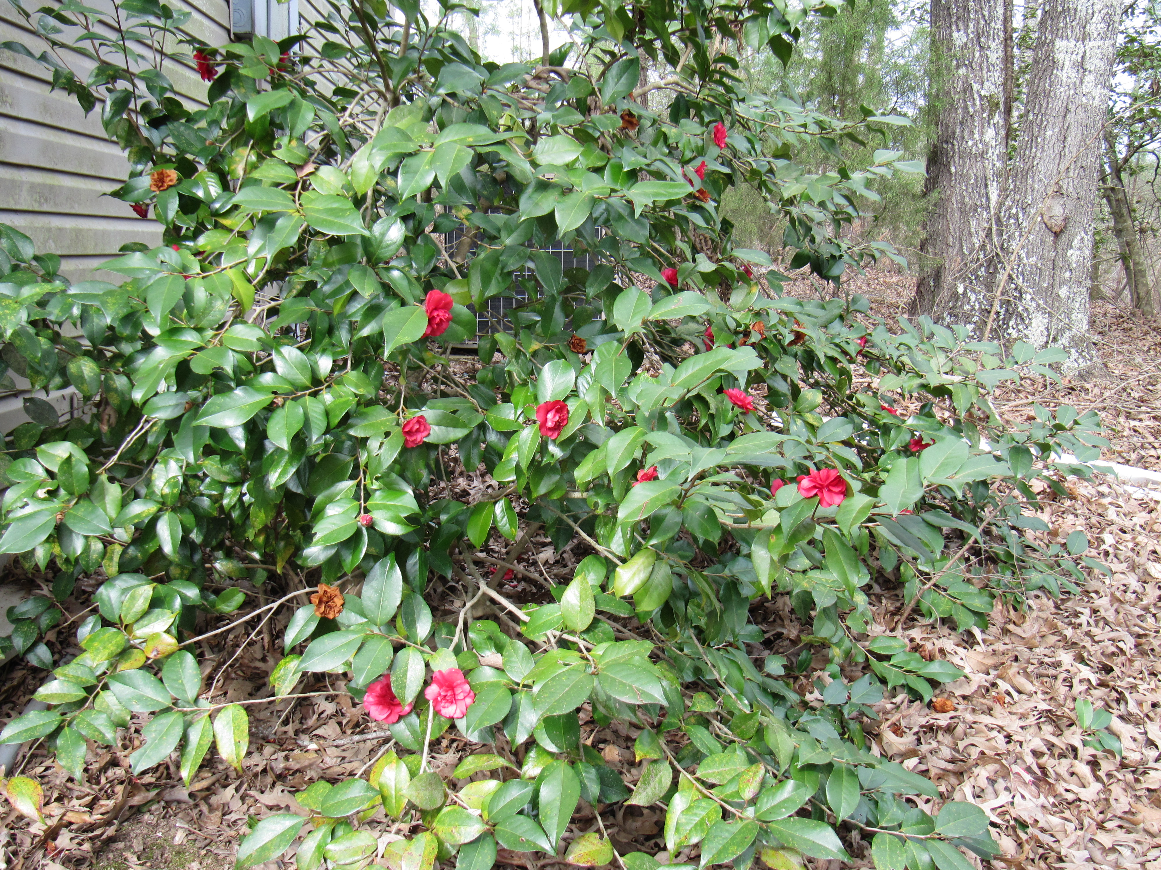 camellia