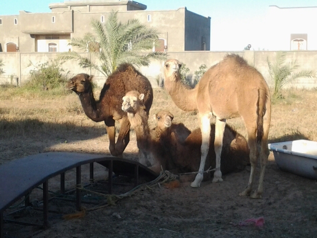 Camels for sale at local butcher shop. This is fresh as it gets here. You pick they butcher on site.