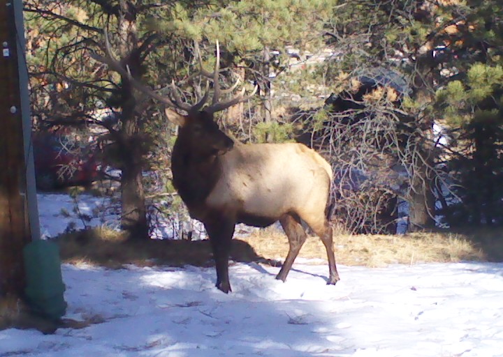 Camera hunting in Colorado.