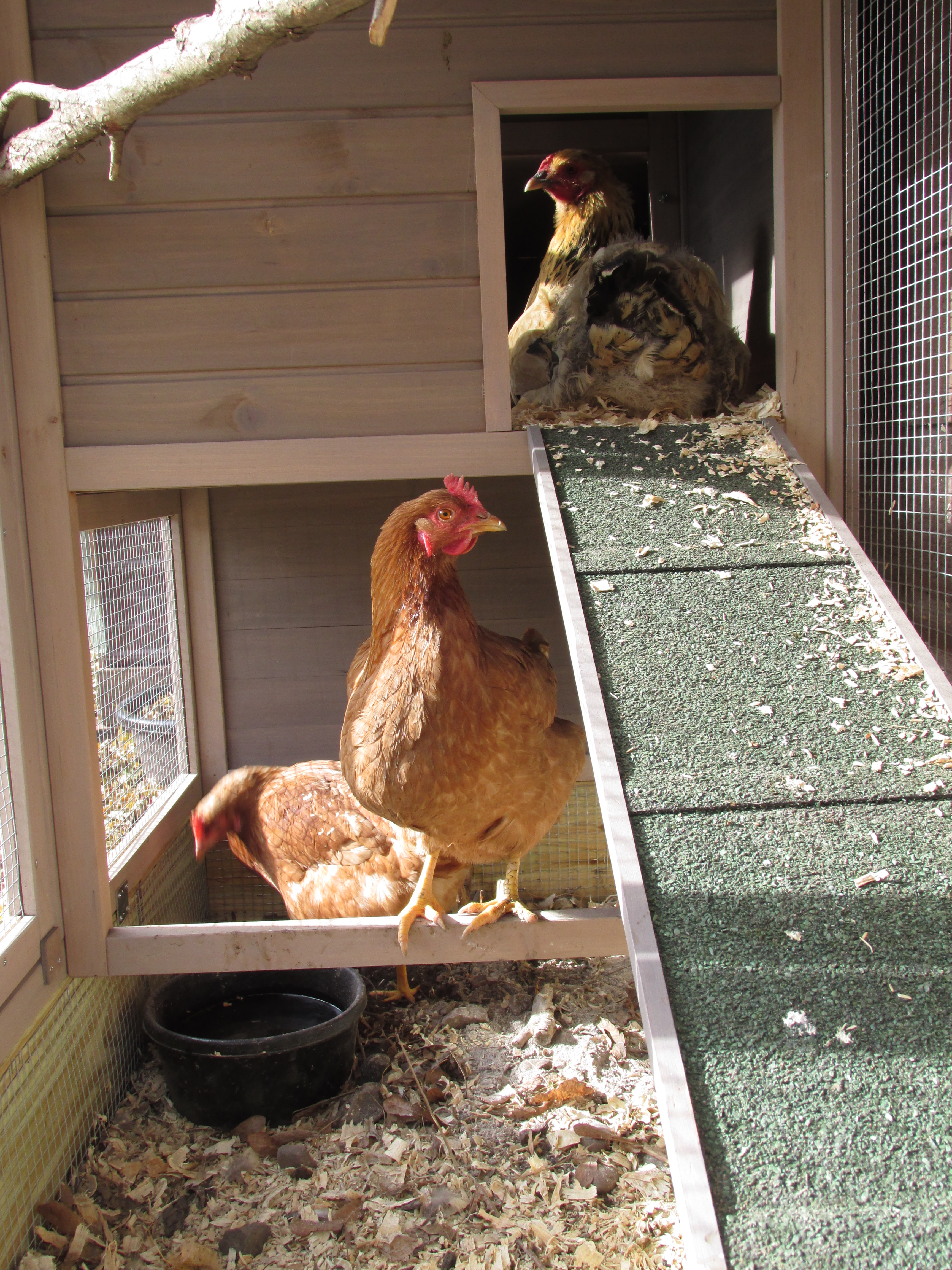Camilla, Loretta, and Violet