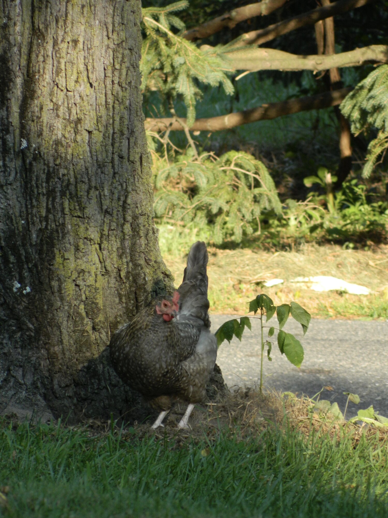 Camouflage!