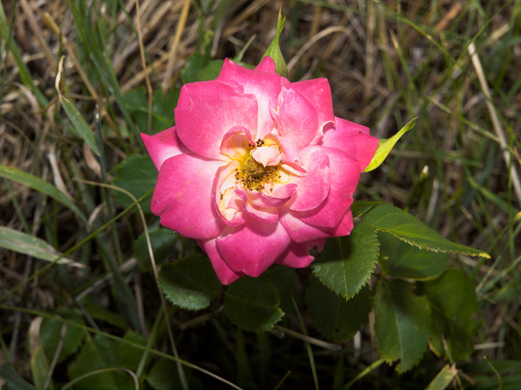 Campfire_rose_X7021714_07-02-2020-001.jpg
