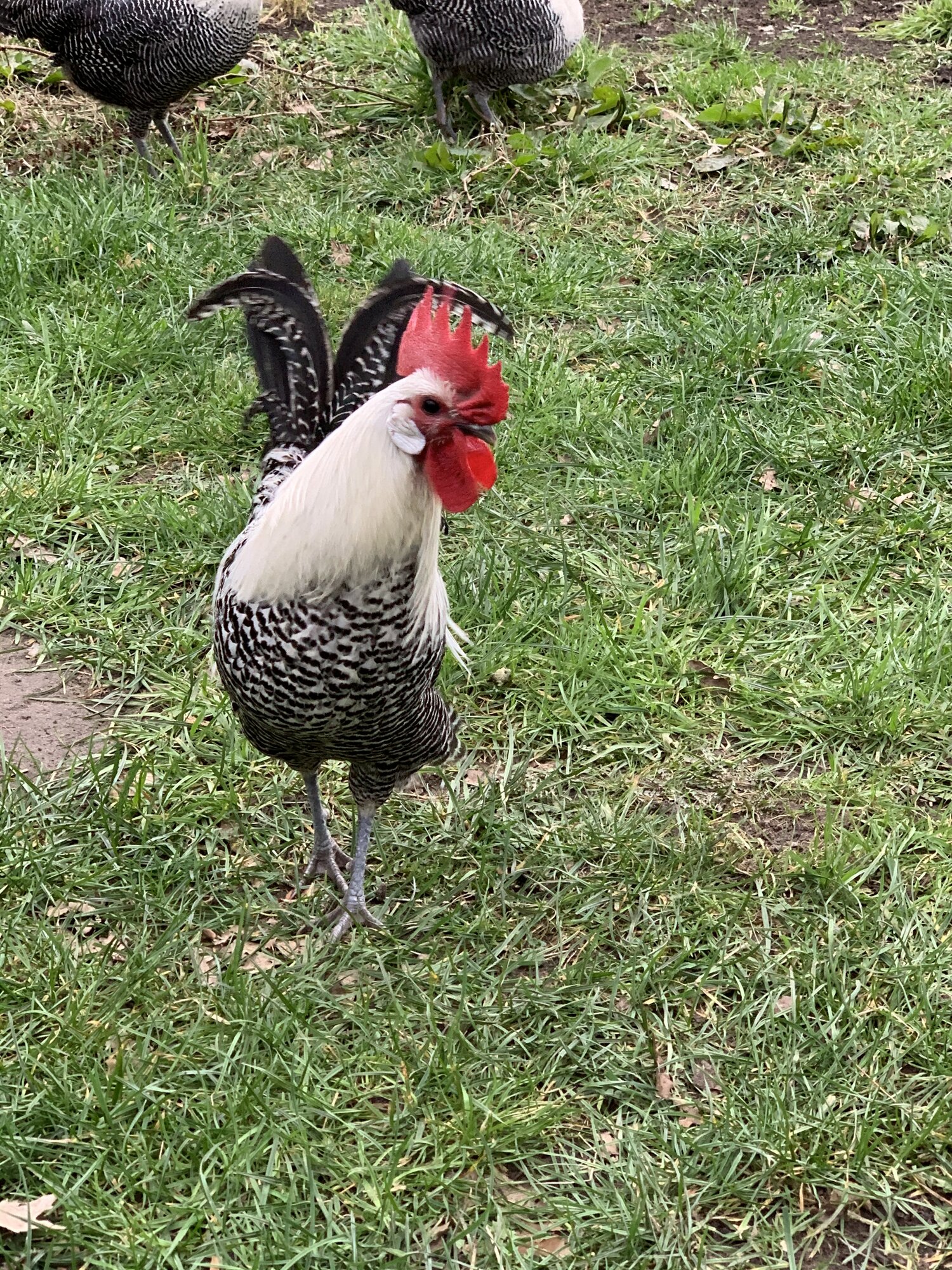 Campine rooster