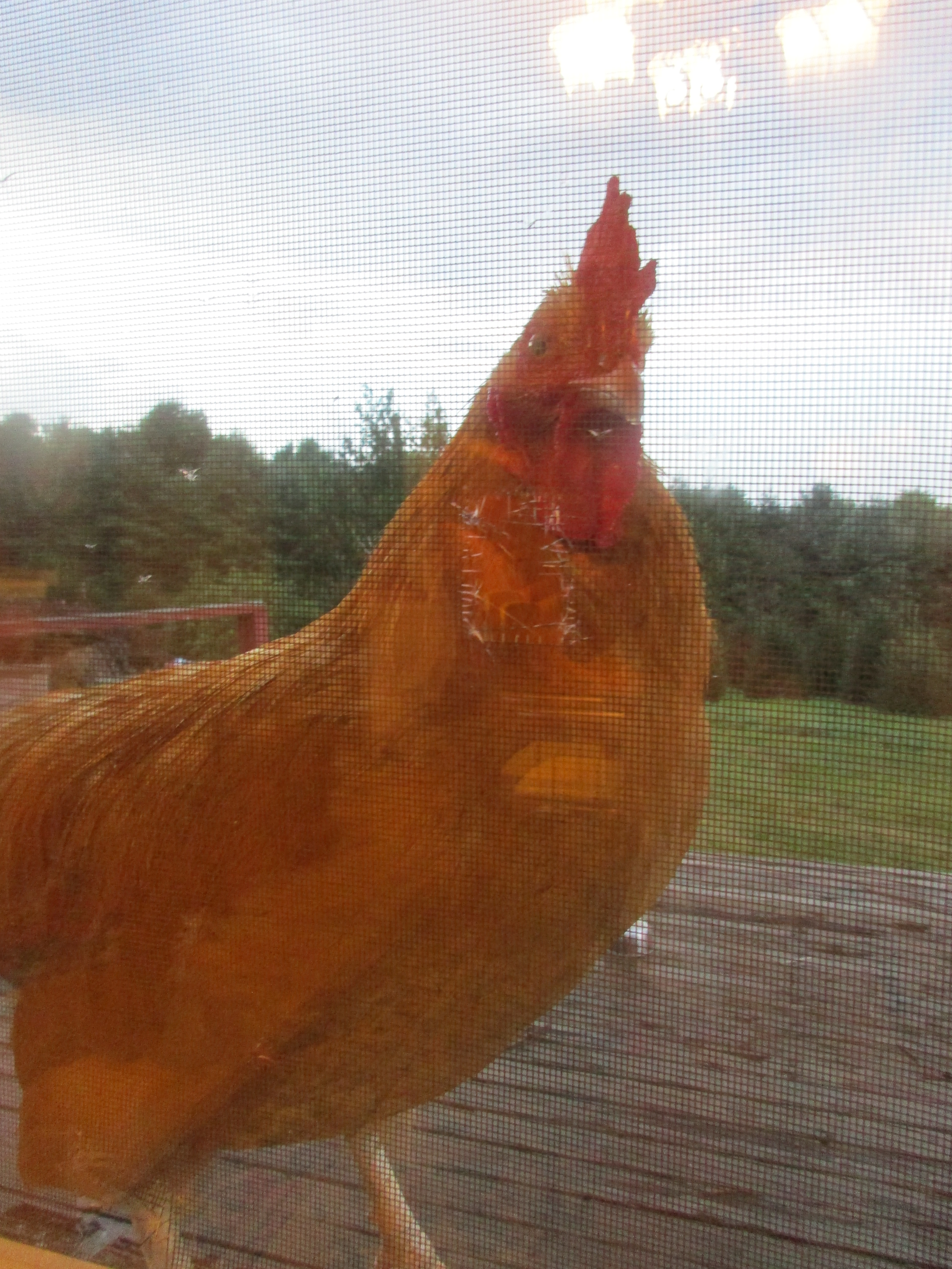Can I come inside? Please?