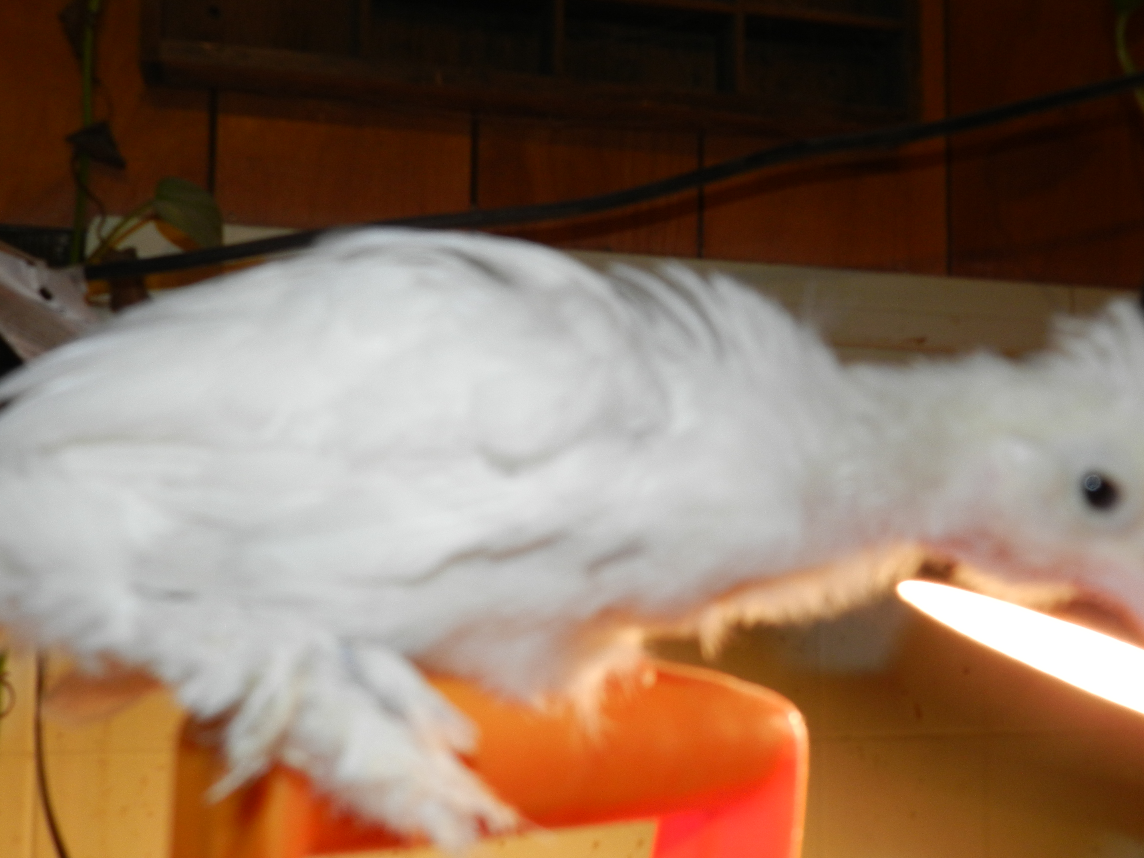 Can I get back in the brooder