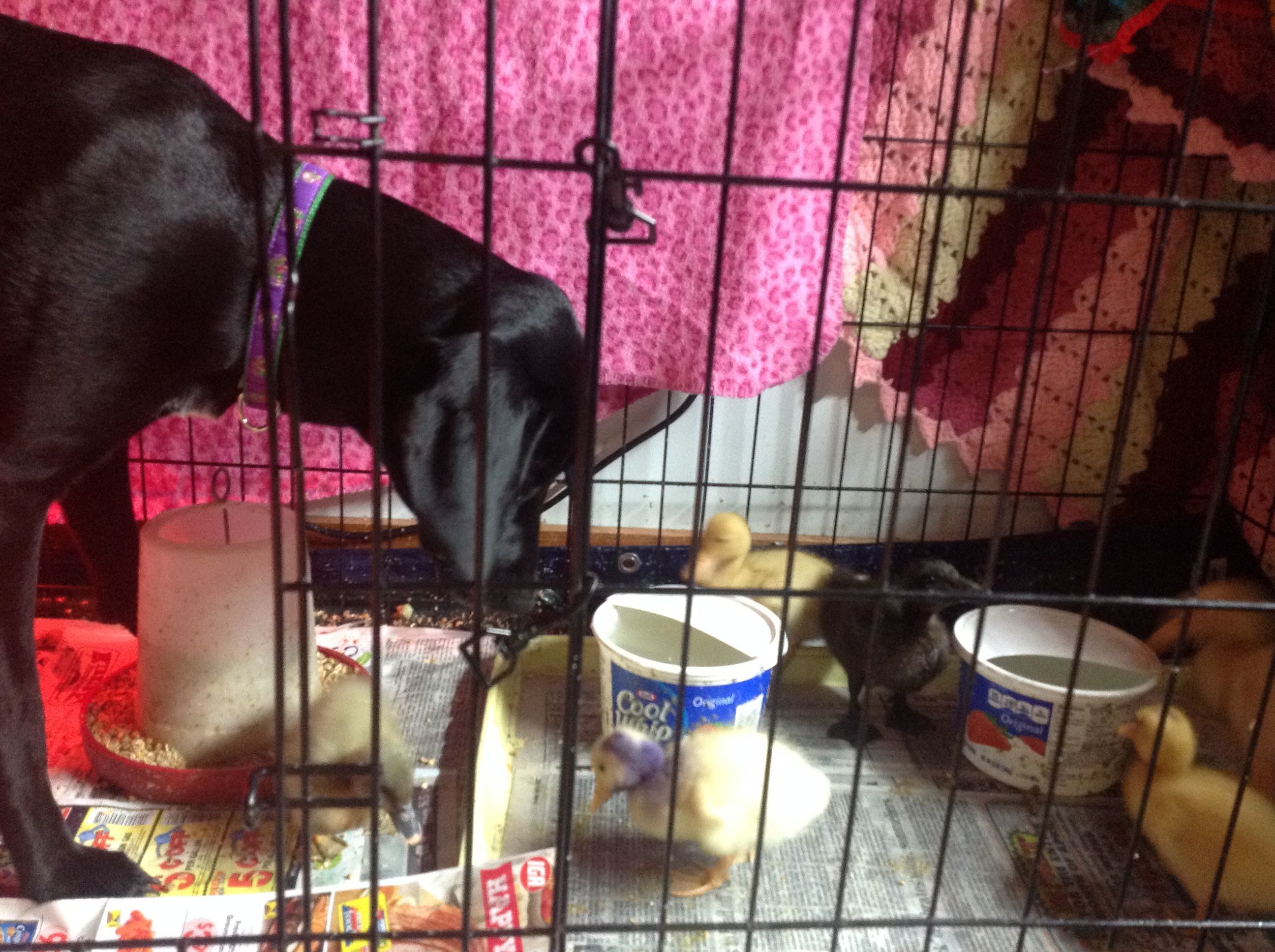 Can I live here too?