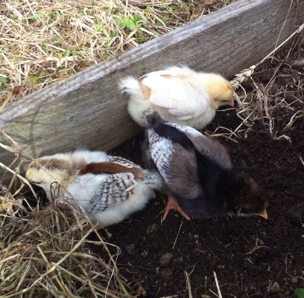 Can see the feathers appearing on their wings