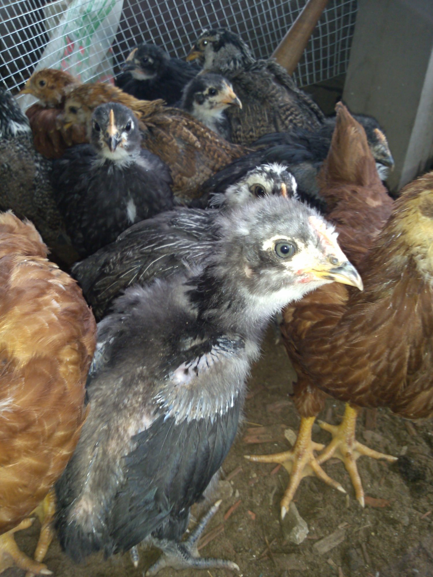Can see wing bone where his feathers are barely coming thru.